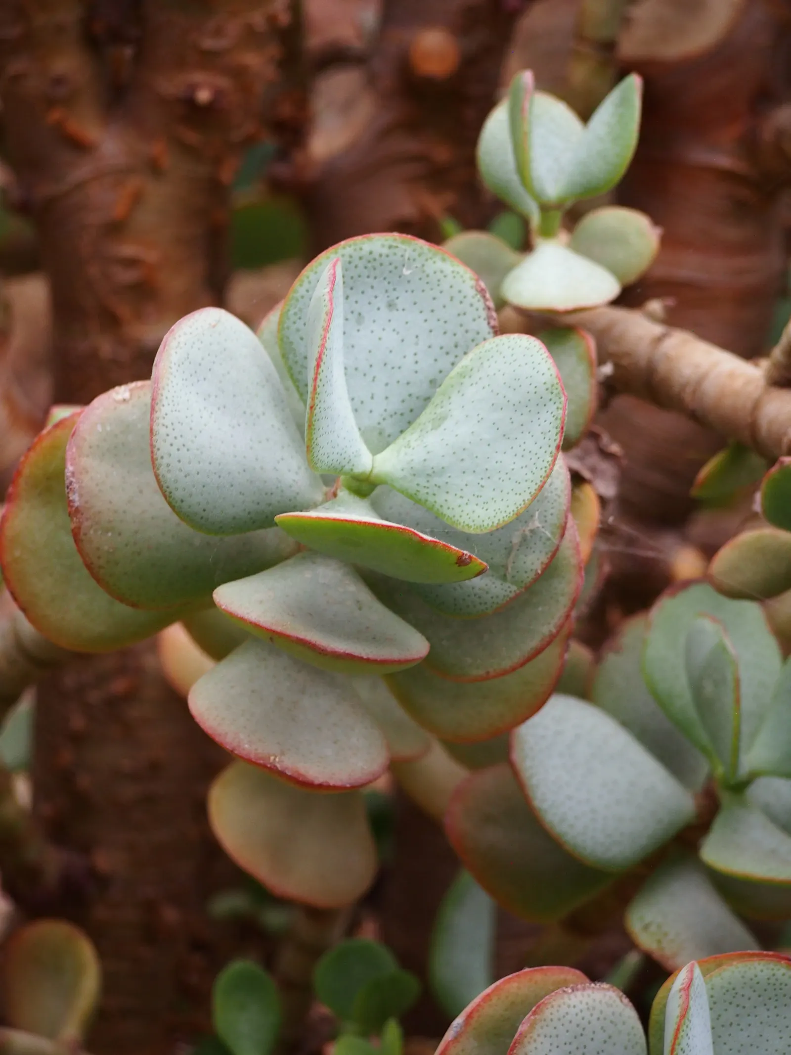 Silver Dollar Plant (Crassula Arborescens) — star-shaped pink or white flowers may emerge; rounded leaves that exhibit a silvery sheen, image 90