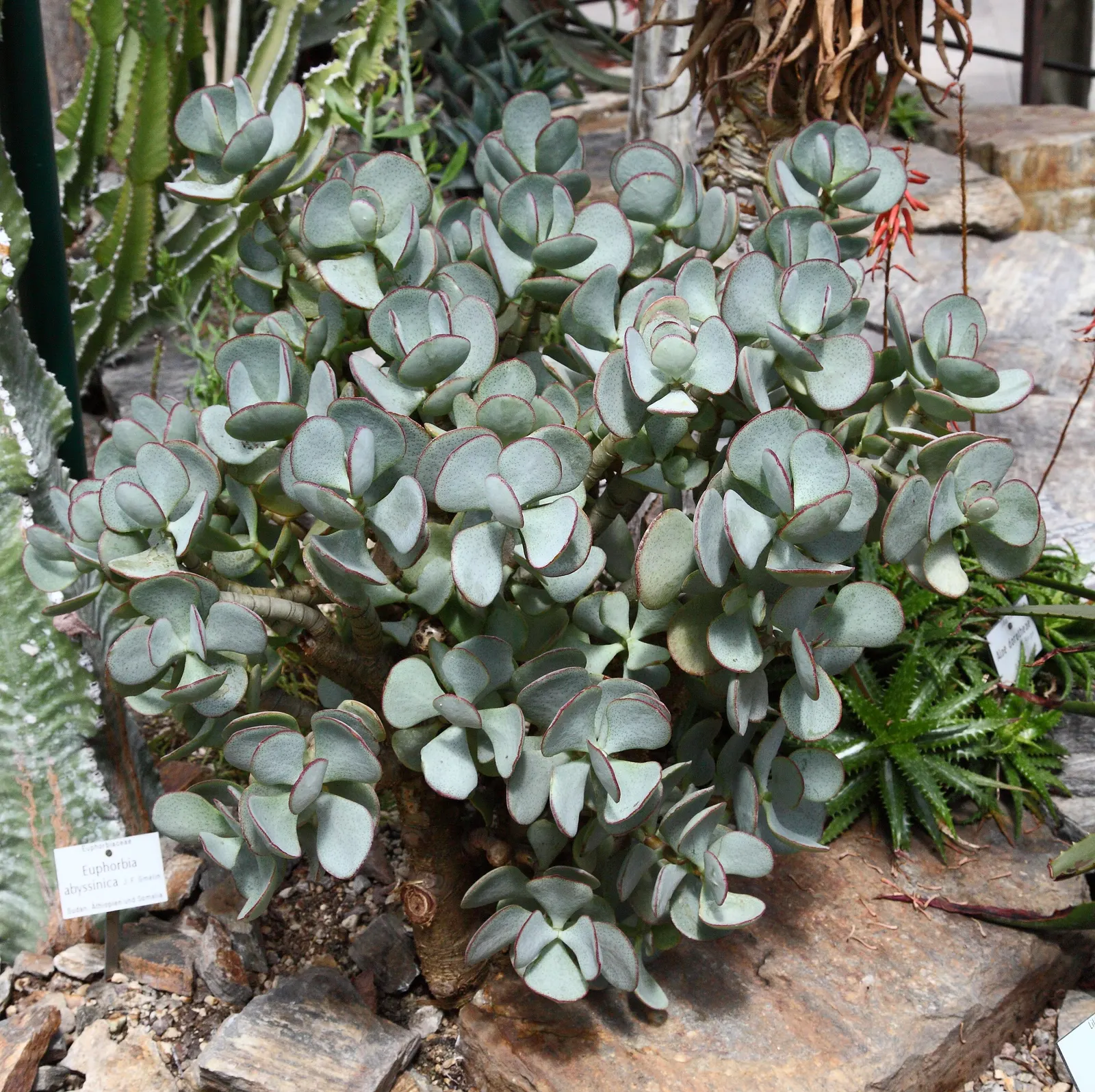 Silver Dollar Plant (Crassula Arborescens) — especially during the summer growth period; minimal water needs make it ideal for xeriscapes