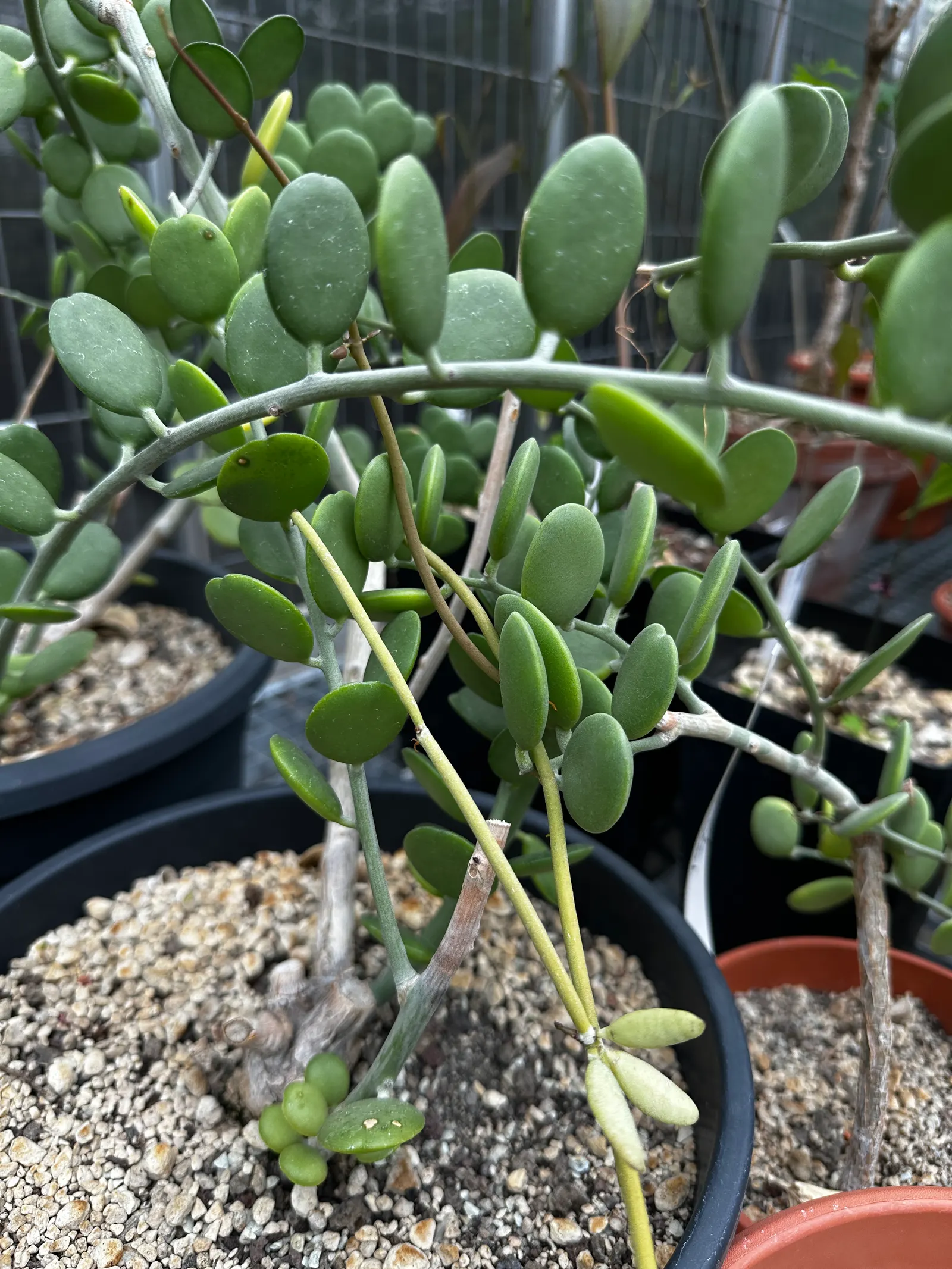 Silver Dollar Plant (Crassula Arborescens) — It requires well-drained soil and full sun to partial shade; shrub / succulent for full or half, image 79