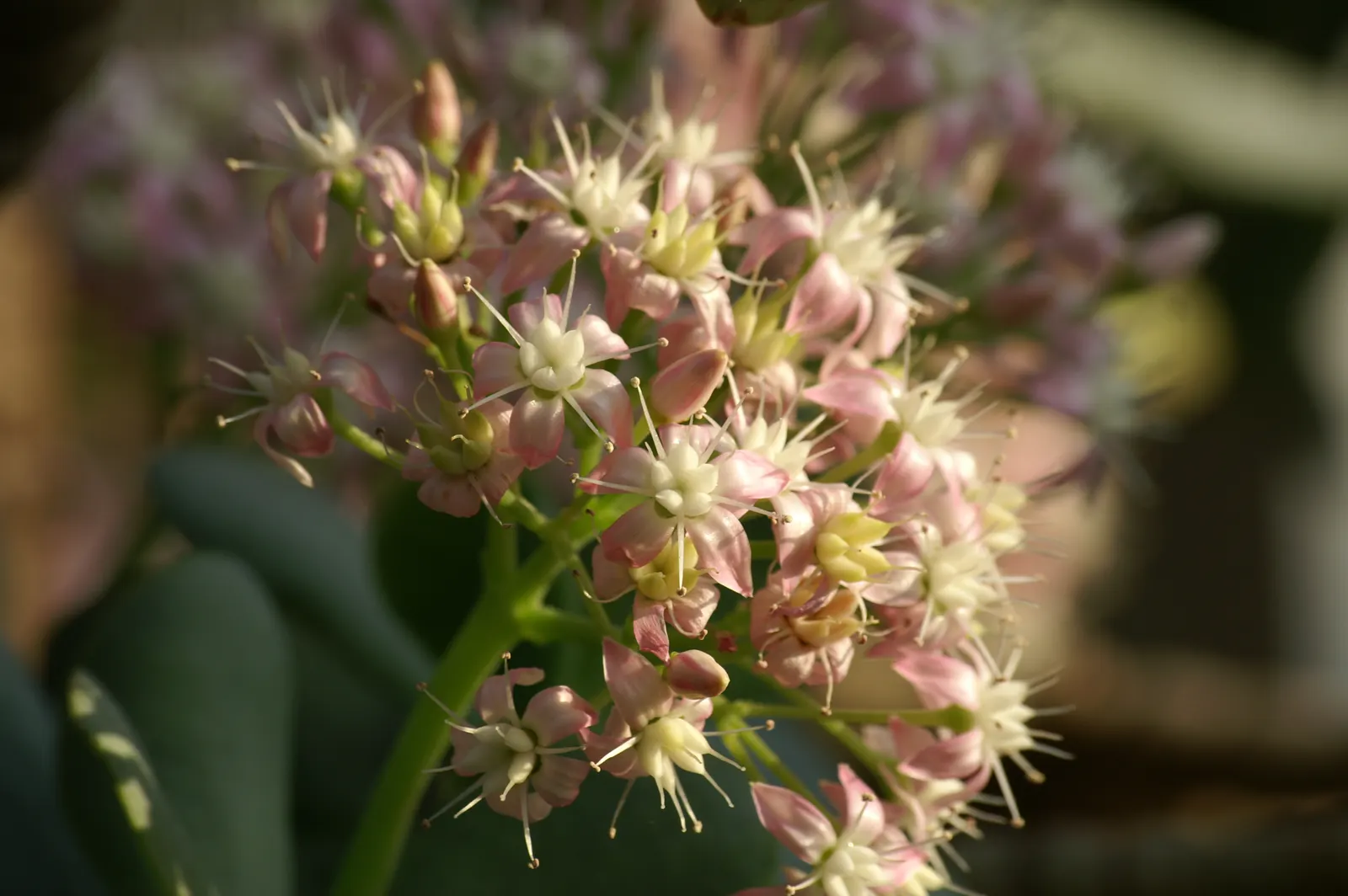 Silver Dollar Plant (Crassula Arborescens) — Thriving in USDA zones 9-12, it reaches up to 3-4 feet in height and width; necessitating only, image 53