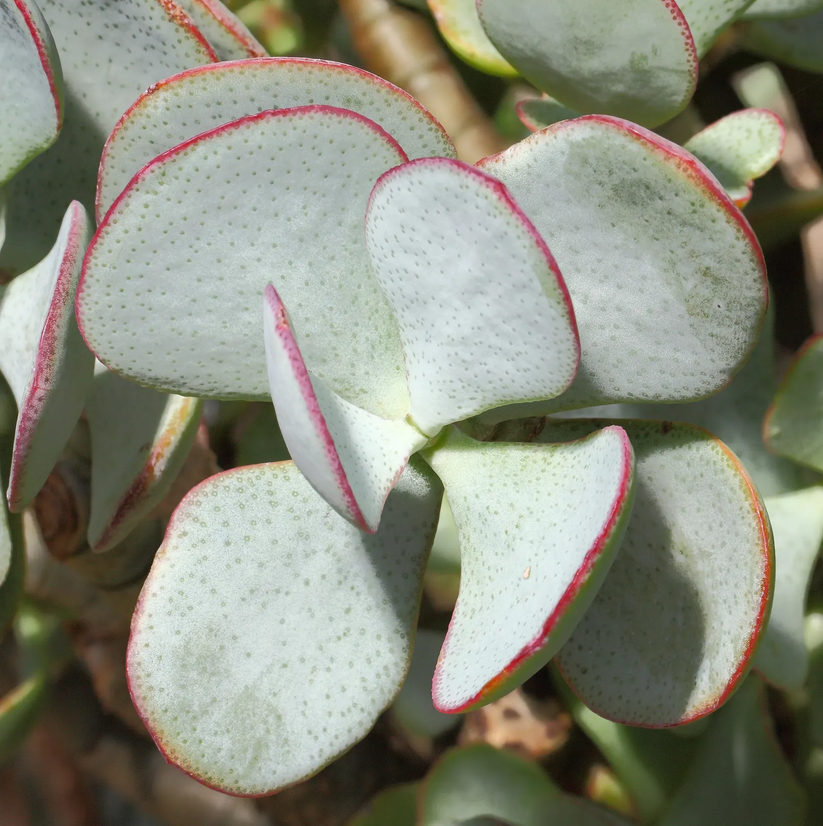 Silver Dollar Plant (Crassula Arborescens) — making it an excellent addition to any landscape design; fleshy leaves are coated with a fine silvery bloom