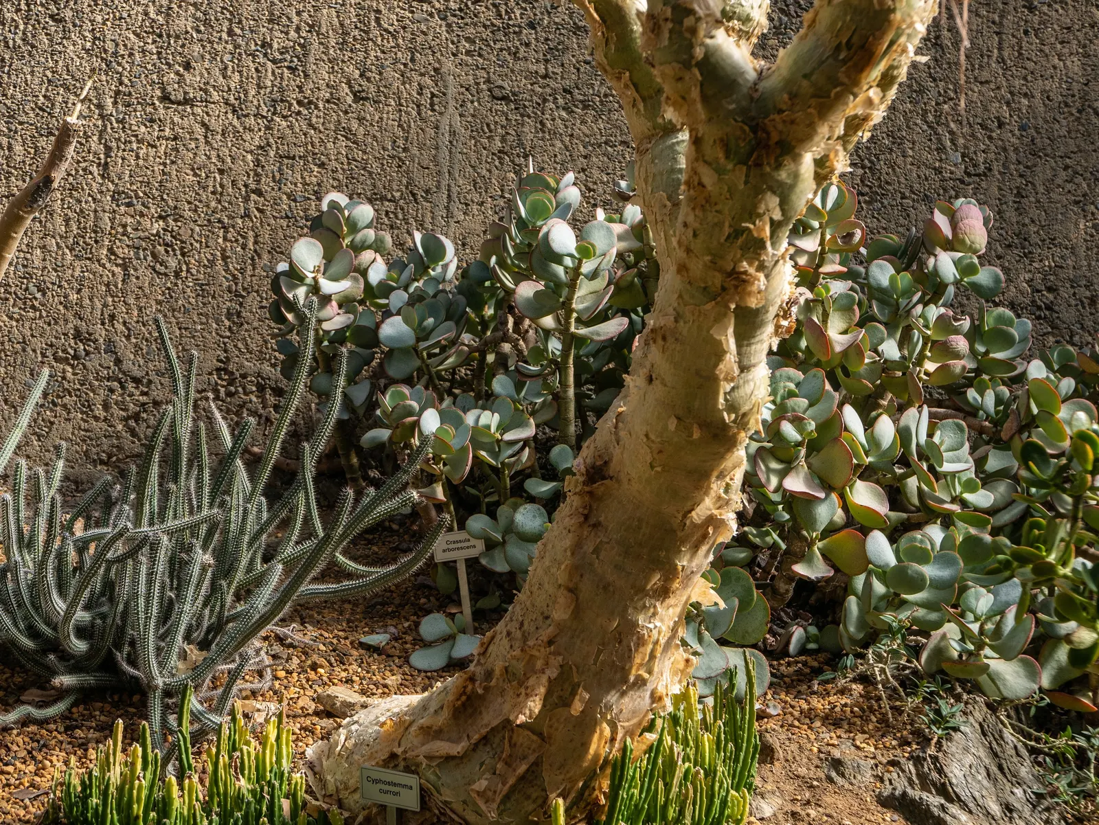 Silver Dollar Plant (Crassula Arborescens) — if temperatures remain above 30&deg;F