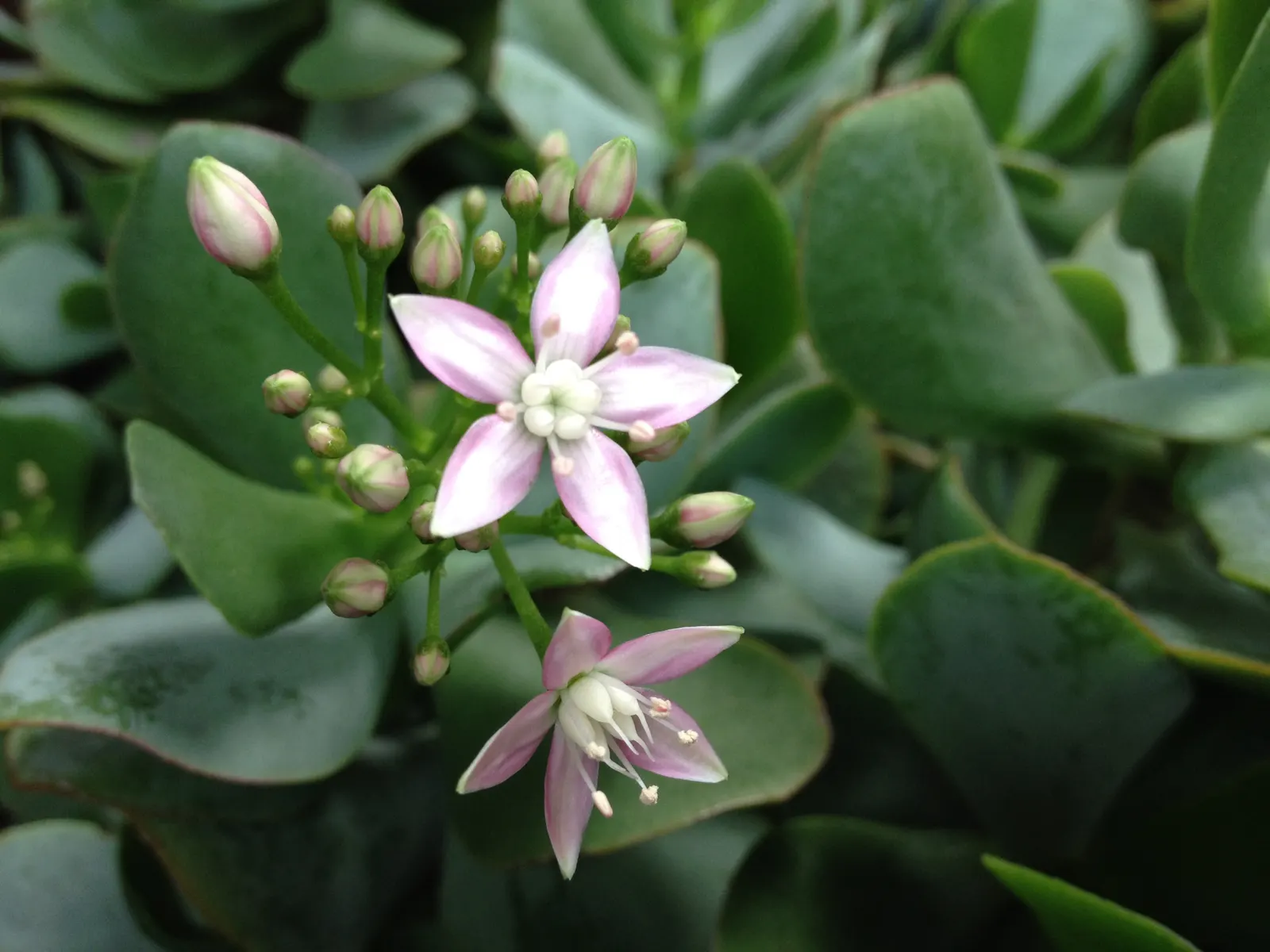 Silver Dollar Plant (Crassula Arborescens) — giving them a lustrous appearance akin to glittering coins