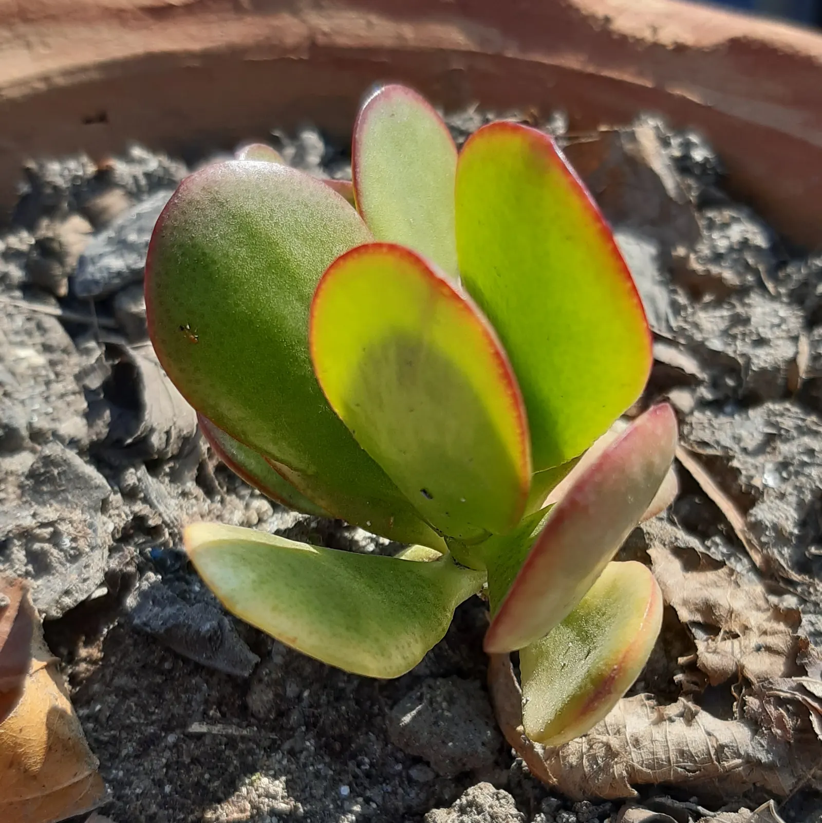 Silver Dollar Plant (Crassula Arborescens) — self-contained display of silvery foliage; star-shaped pink or white flowers may emerge, image 99