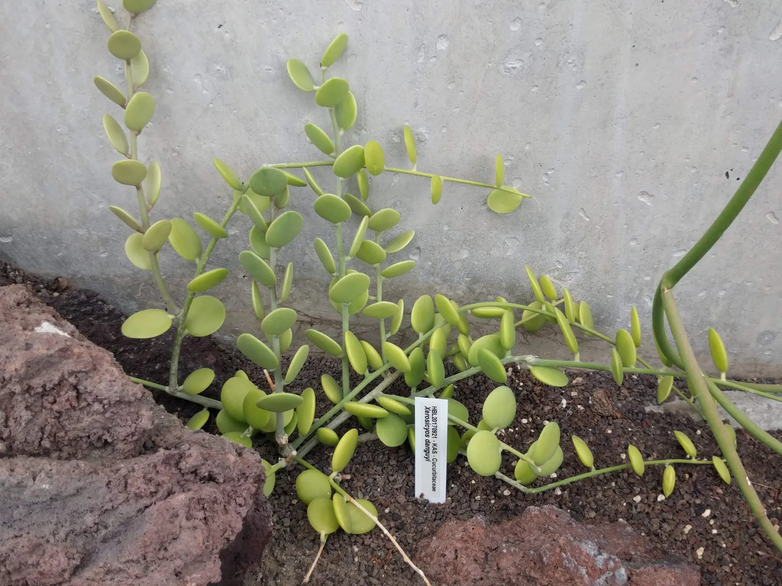 Silver Dollar Plant (Crassula Arborescens) — The Silver Dollar Plant thrives under full sun to partial shade conditions and prefers well-draining, image 87