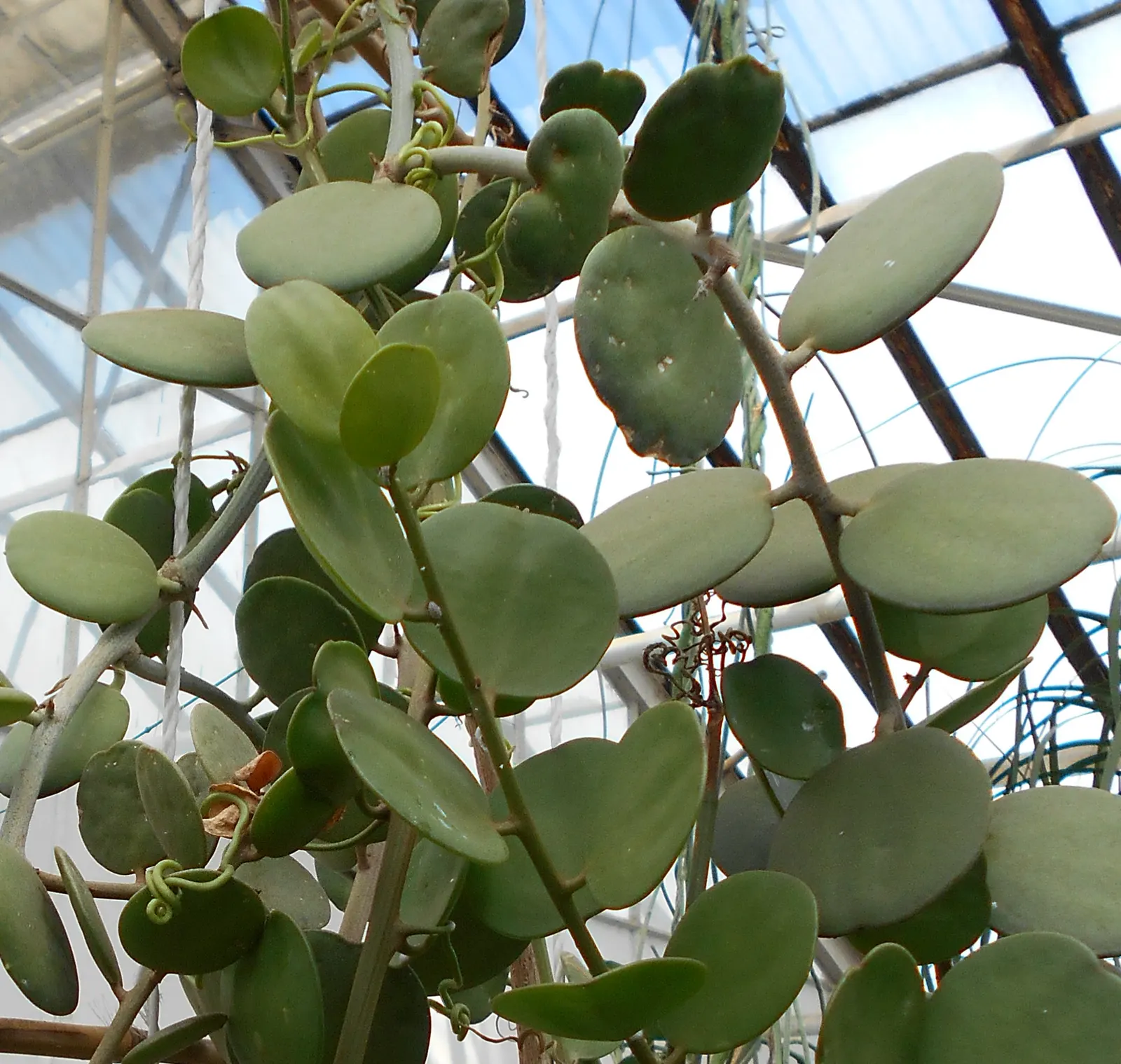 Silver Dollar Plant (Crassula Arborescens) — rounded leaves that exhibit a silvery sheen; giving them a lustrous appearance akin to glittering coins, image 102