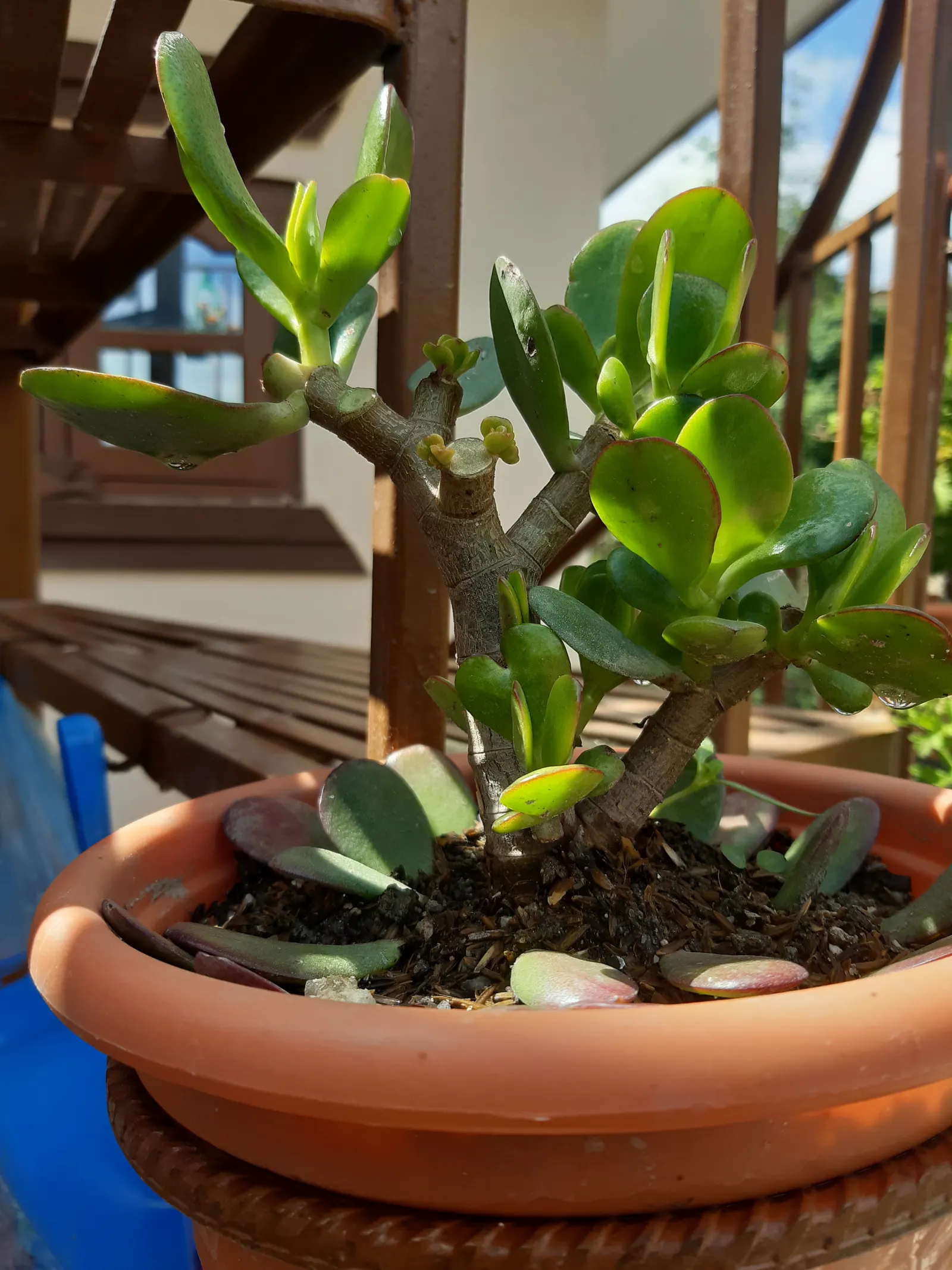 Silver Dollar Plant (Crassula Arborescens) — shrub / succulent for full or half; not only will this prevent overcrowding, image 100