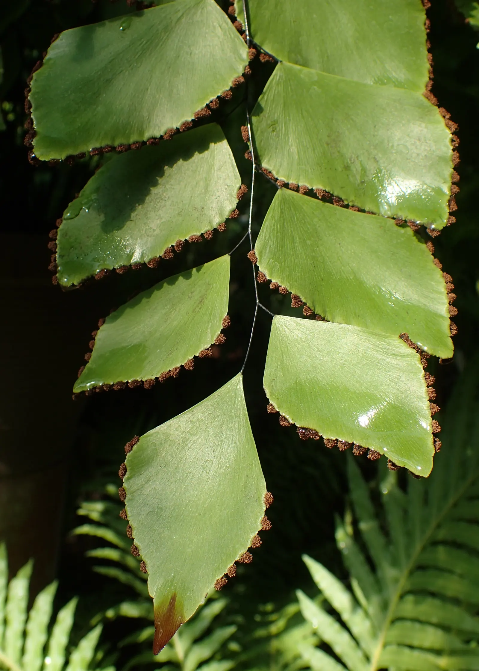 Silver Dollar Plant (Crassula Arborescens) — fleshy leaves are coated with a fine silvery bloom