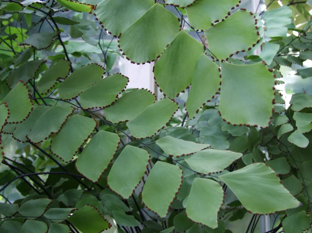Silver Dollar Plant (Crassula Arborescens) — Minimal water needs make it ideal for xeriscapes; commonly referred to as the Silver Dollar Plant, image 80