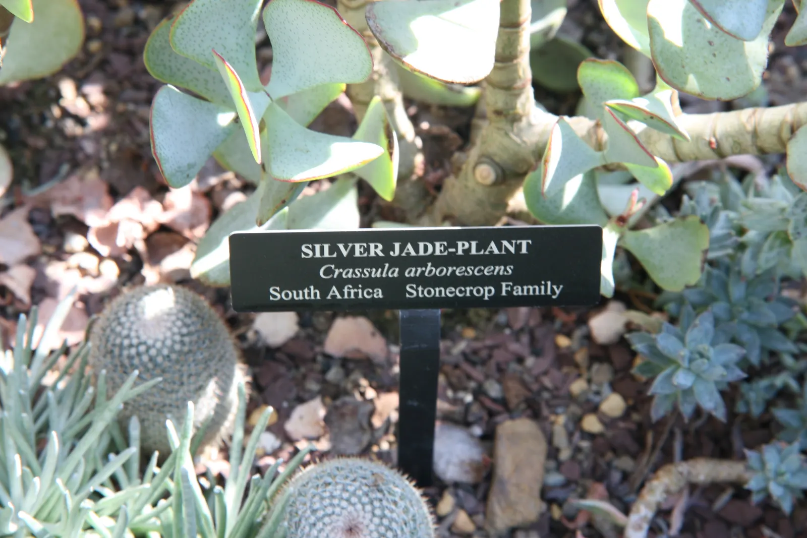 Silver Dollar Plant (Crassula Arborescens) — commonly referred to as the Silver Dollar Plant; ensuring enough space between to accommodate its full, image 82