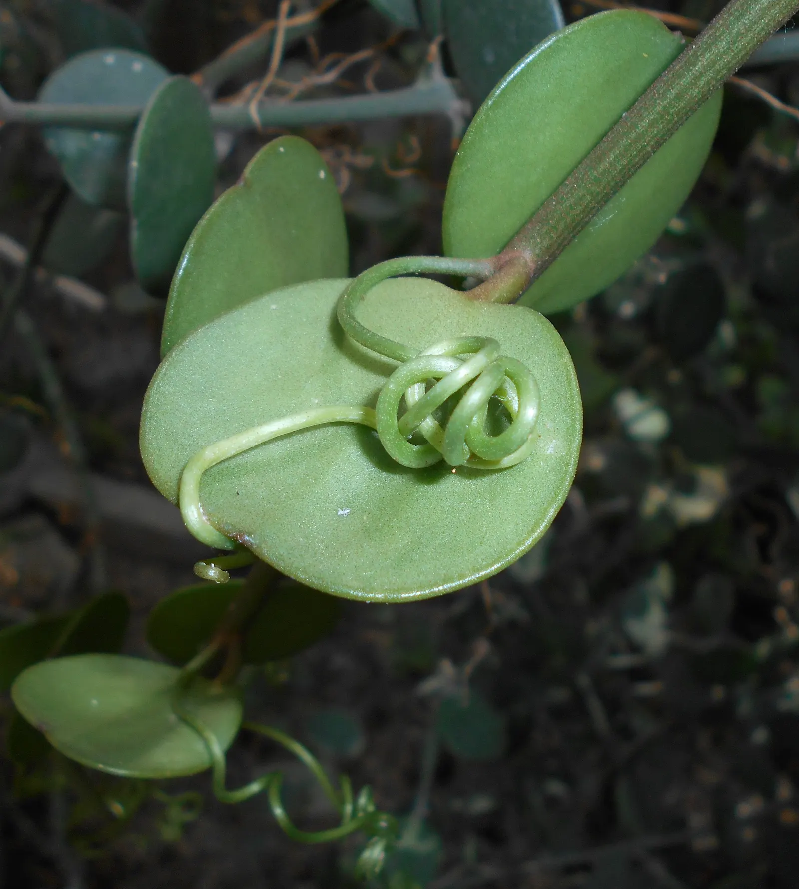 Silver Dollar Plant (Crassula Arborescens) — The Silver Dollar Plant thrives under full sun to partial shade conditions and prefers well-draining, image 112