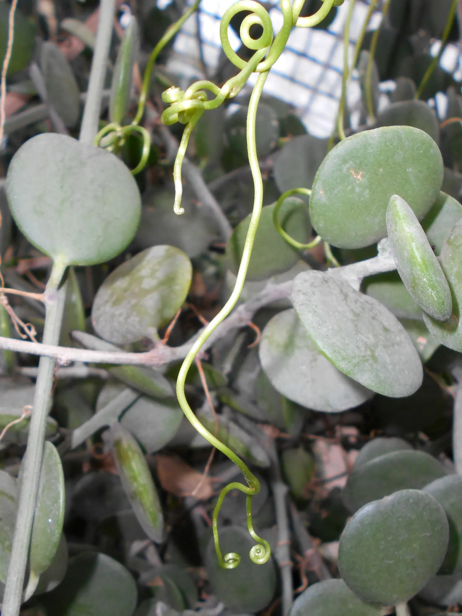 Silver Dollar Plant (Crassula Arborescens) — It requires well-drained soil and full sun to partial shade