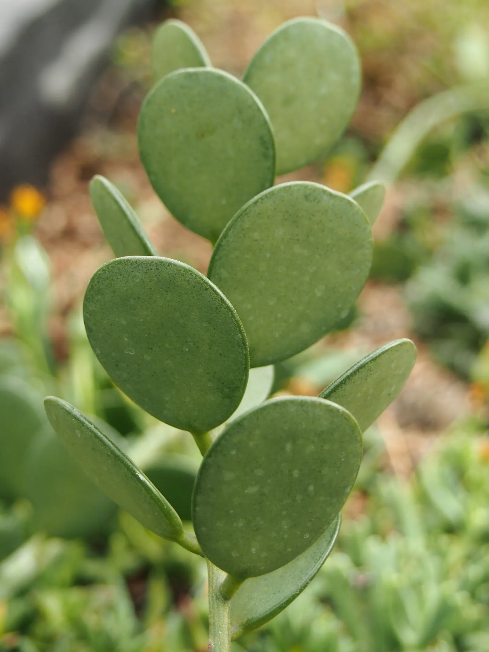 Silver Dollar Plant (Crassula Arborescens) — necessitating only occasional deep watering