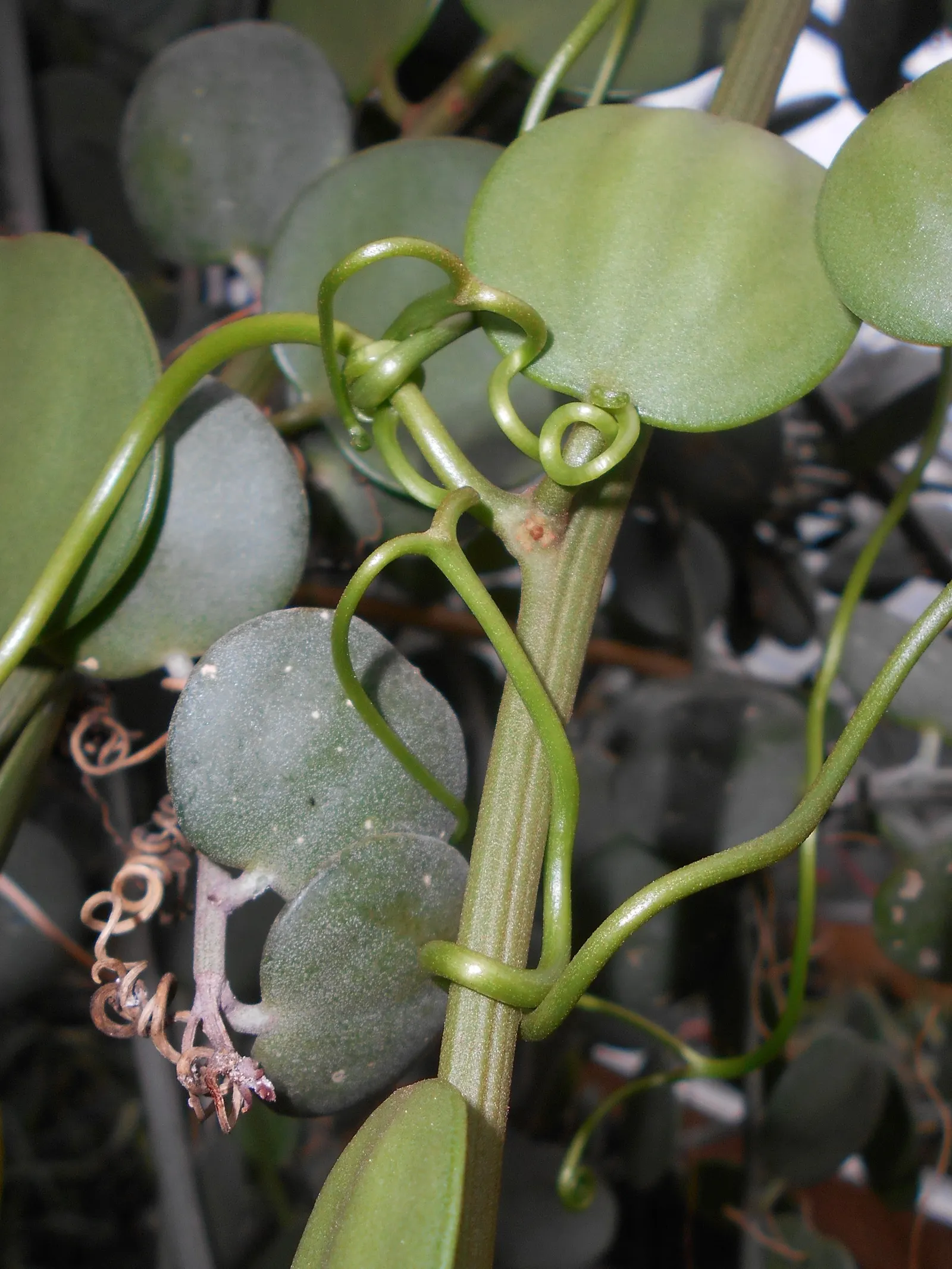Silver Dollar Plant (Crassula Arborescens) — making it suitable for xeriscaping or regions with limited rainfall.<br><br>During the cooler months, image 63