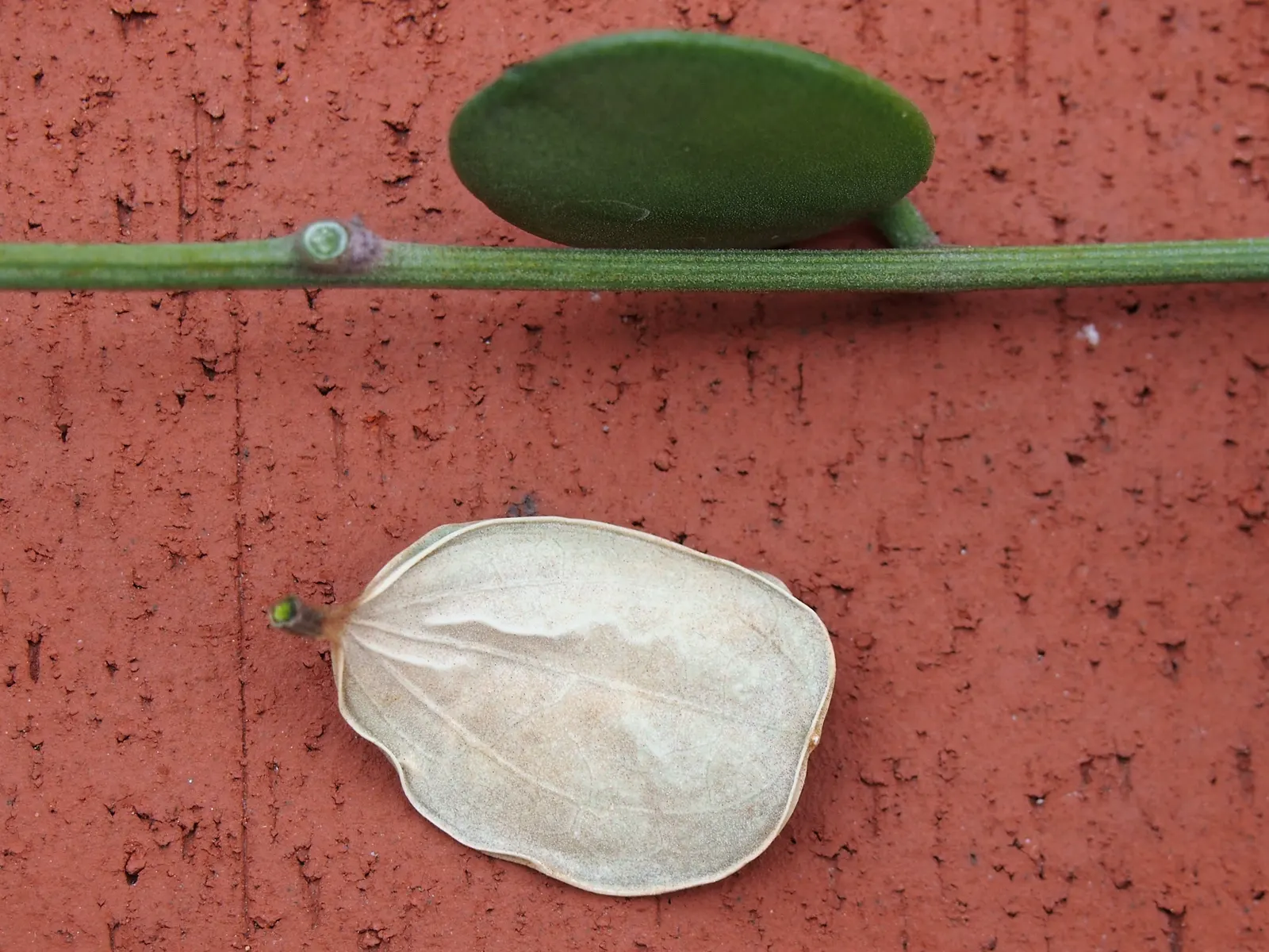 Silver Dollar Plant (Crassula Arborescens) — Water requirements for Crassula arborescens are minimal; adding a delicate contrast to the sturdy, image 92