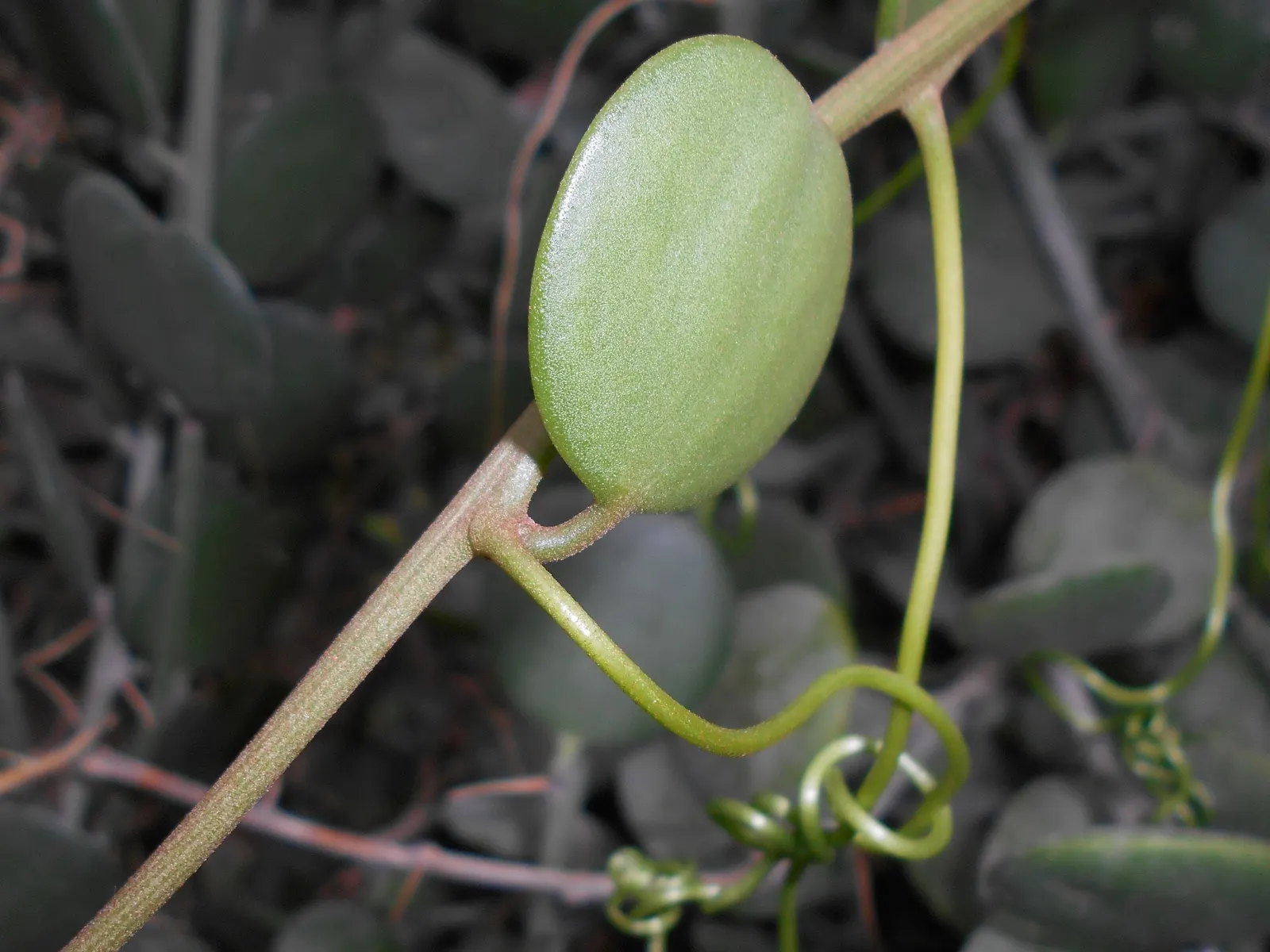 Silver Dollar Plant (Crassula Arborescens) — consider grouping it with other drought-tolerant plants; the Silver Dollar Plant thrives under full, image 120