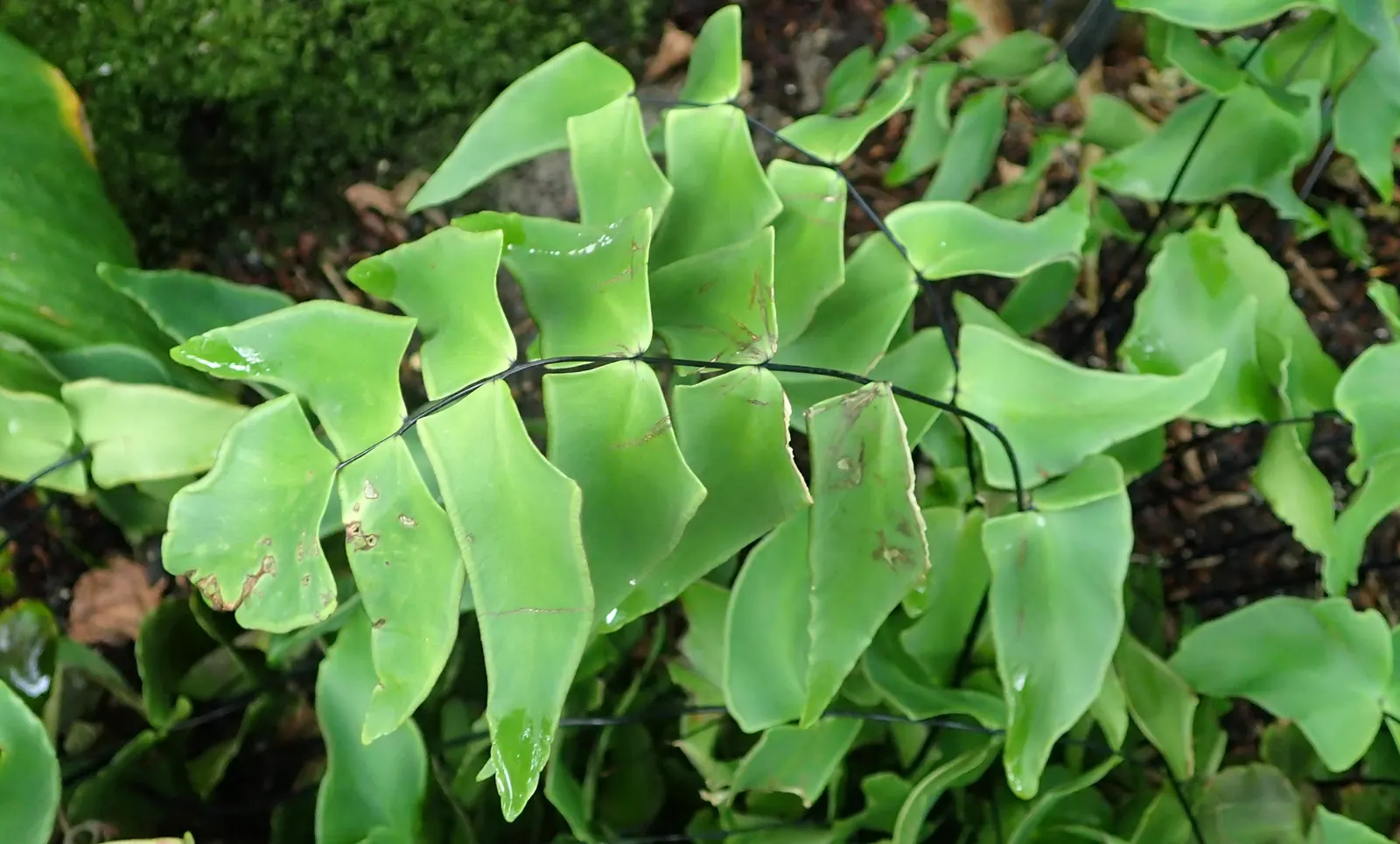 Silver Dollar Plant (Crassula Arborescens) — is a captivating succulent that offers both aesthetic appeal and ease of care; thriving in USDA zones 9-12, it