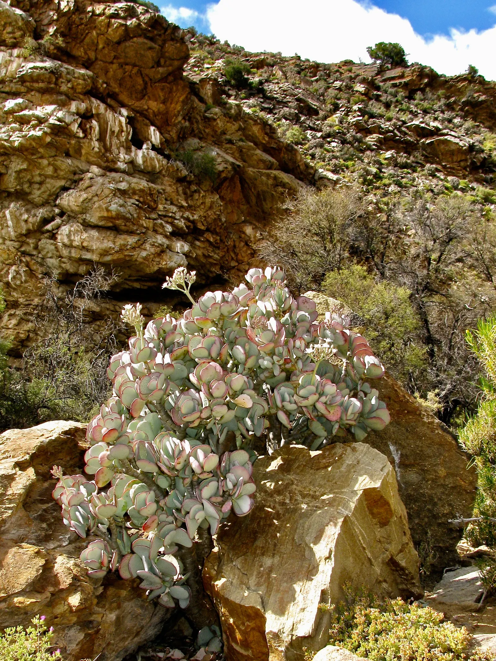 Silver Dollar Plant (Crassula Arborescens) — In winter, it blooms with small pink flowers, adding seasonal interest to low-maintenance landscapes, image 106