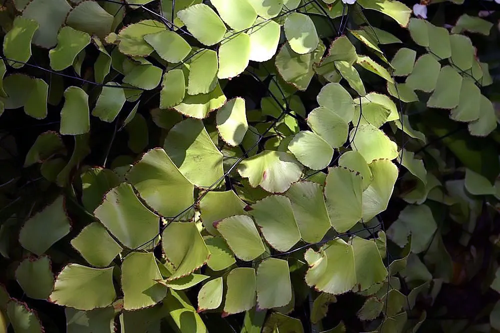 Silver Dollar Plant (Crassula Arborescens) — adding a delicate contrast to the sturdy foliage; making it an excellent addition to any landscape, image 66