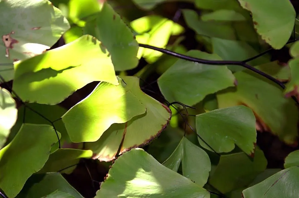Silver Dollar Plant (Crassula Arborescens) — Thriving in USDA zones 9-12, it reaches up to 3-4 feet in height and width; necessitating only, image 103