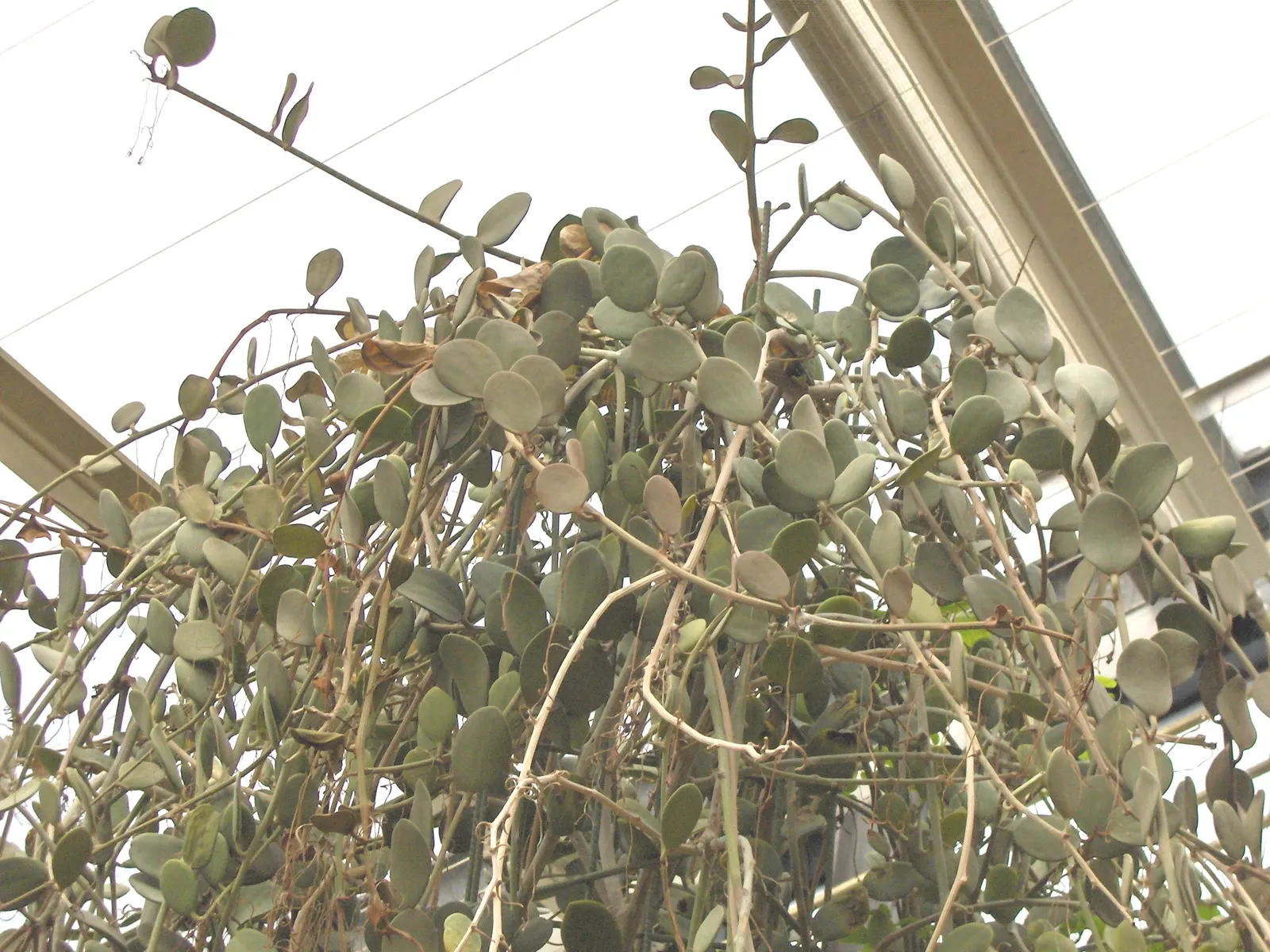 Silver Dollar Plant (Crassula Arborescens) — star-shaped pink or white flowers may emerge; rounded leaves that exhibit a silvery sheen