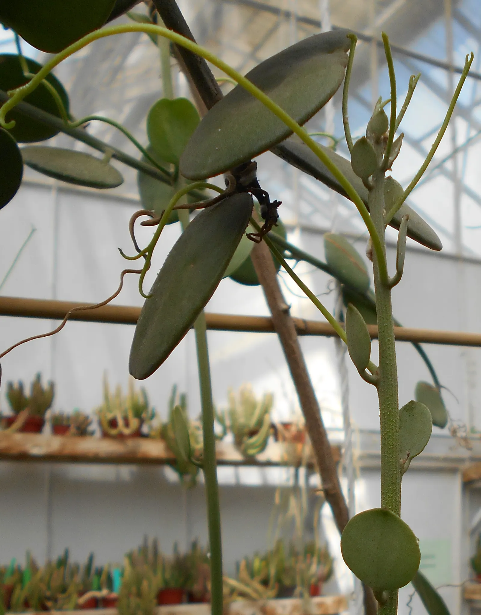 Silver Dollar Plant (Crassula Arborescens) — self-contained display of silvery foliage; star-shaped pink or white flowers may emerge
