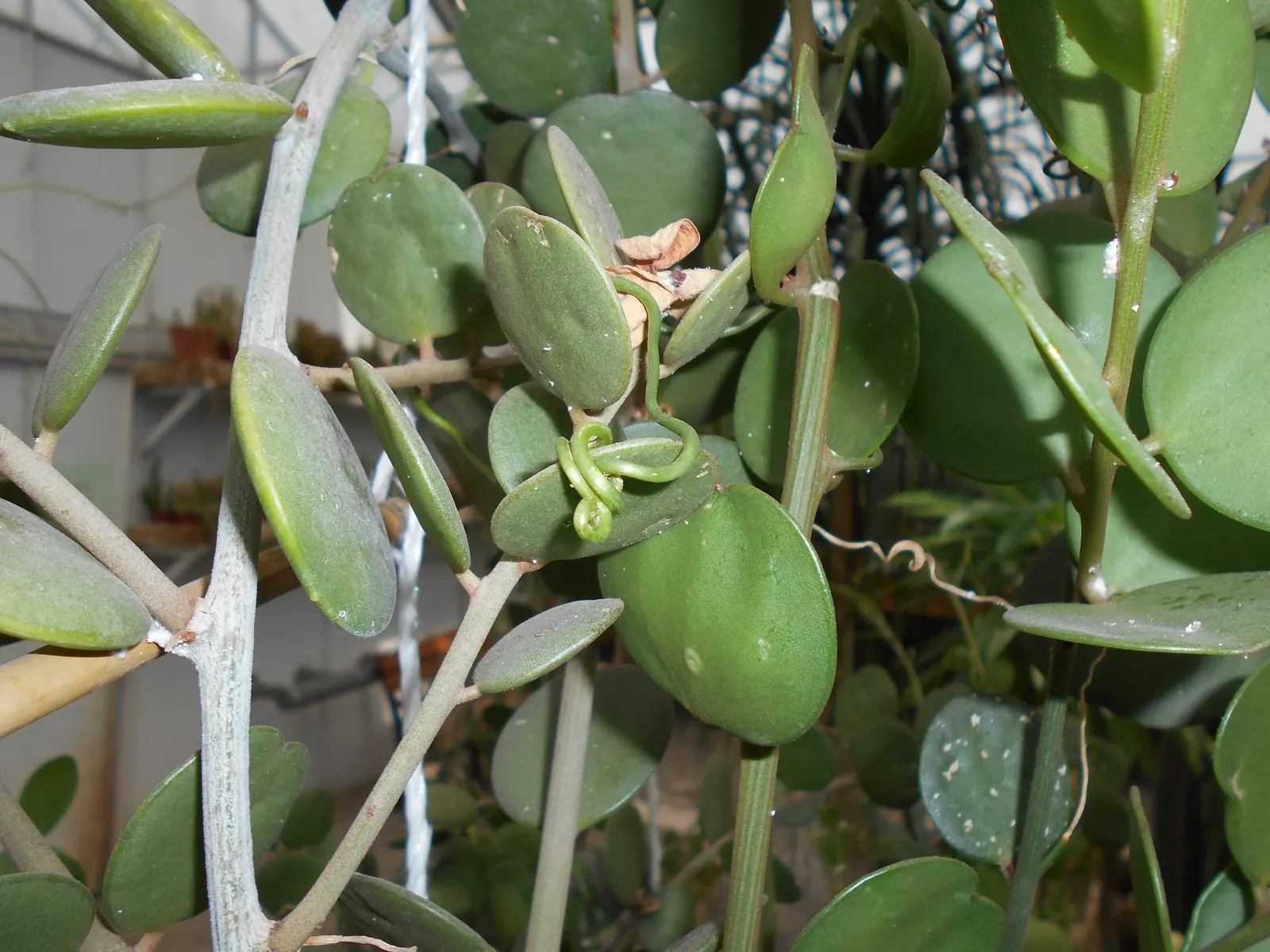 Silver Dollar Plant (Crassula Arborescens) — ensuring enough space between to accommodate its full size; especially during the summer growth period, image 121