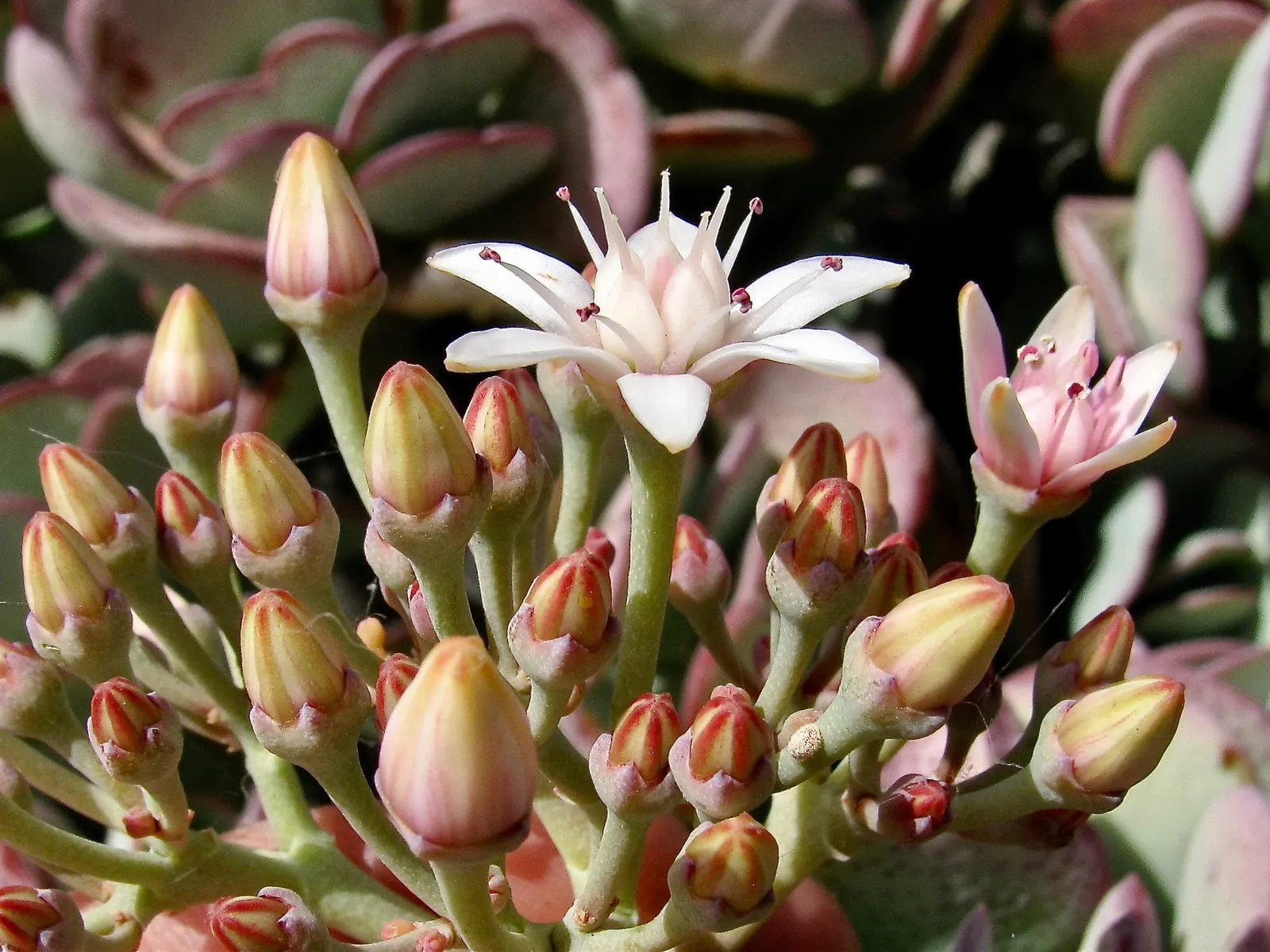 Silver Dollar Plant (Crassula Arborescens) — fleshy leaves are coated with a fine silvery bloom; water requirements for Crassula arborescens are, image 110
