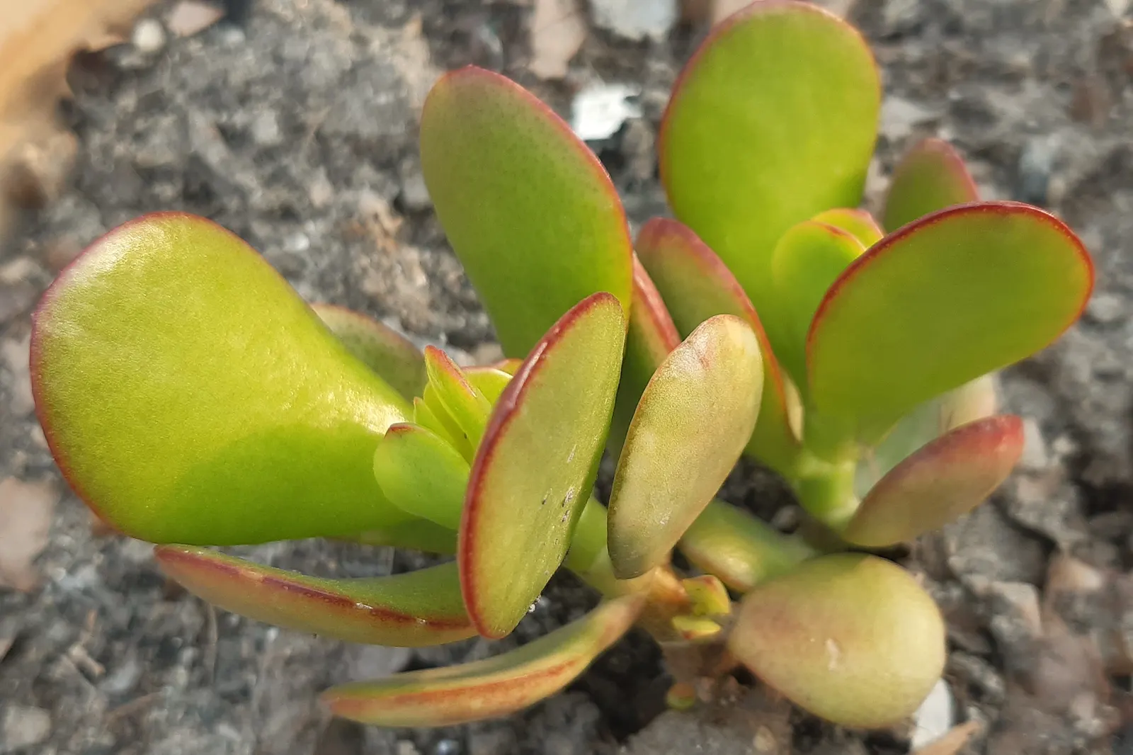 Silver Dollar Plant (Crassula Arborescens) — giving them a lustrous appearance akin to glittering coins; self-contained display of silvery foliage, image 86