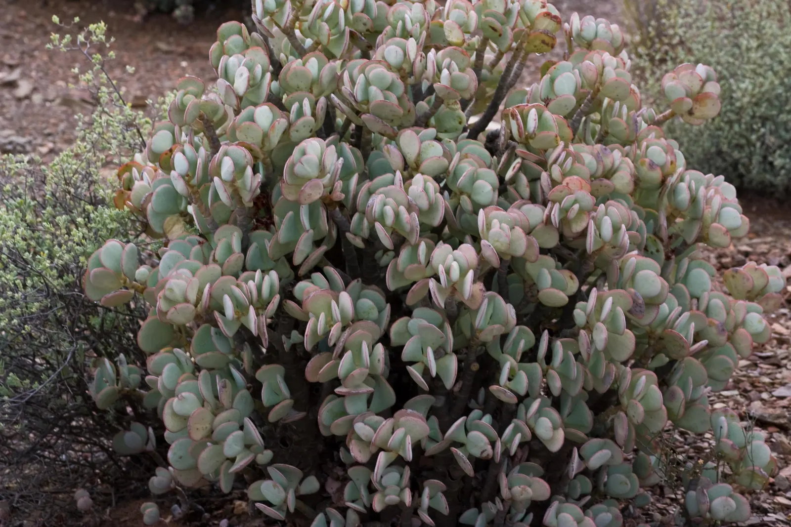 Silver Dollar Plant (Crassula Arborescens) — self-contained display of silvery foliage; star-shaped pink or white flowers may emerge, image 74