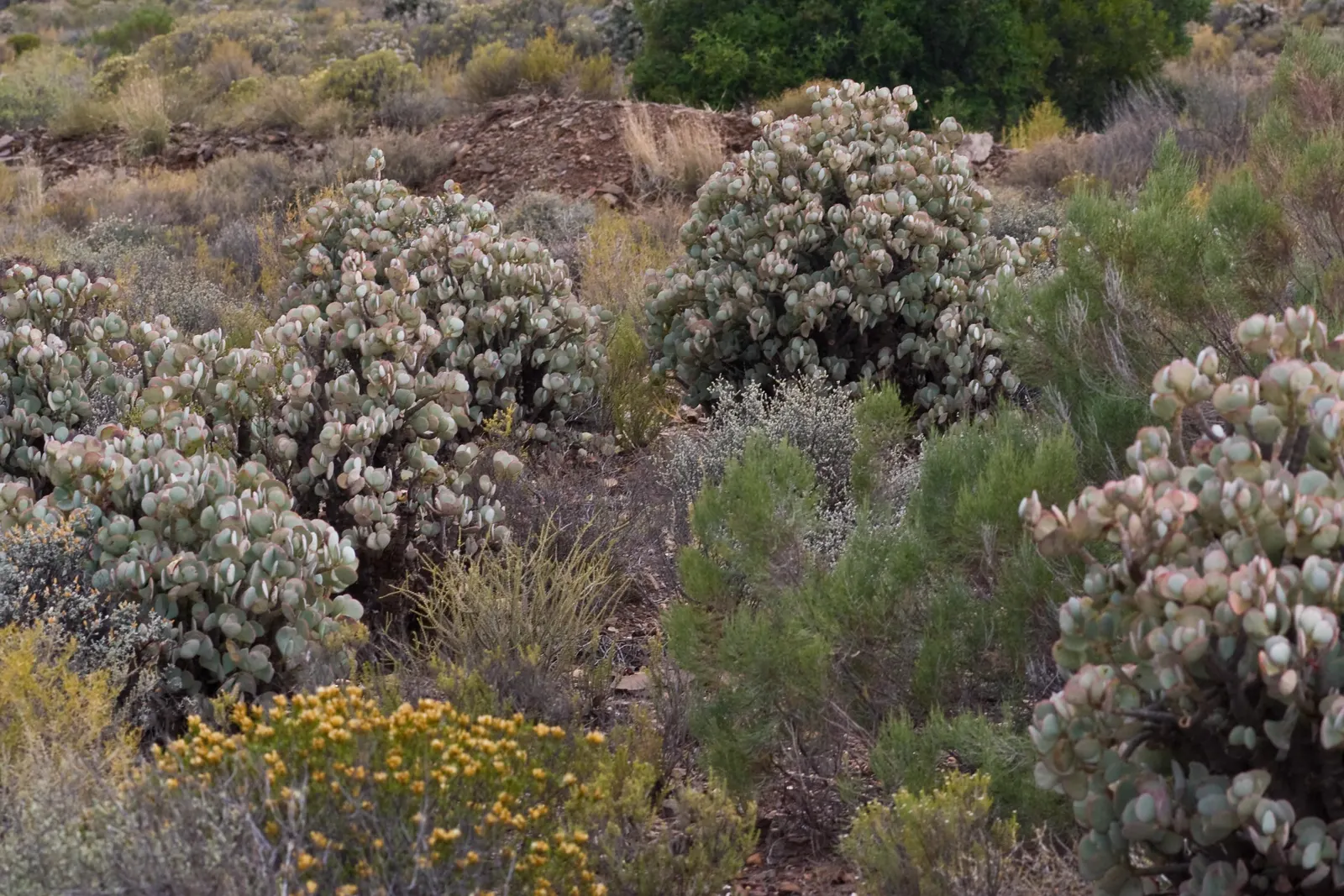 Silver Dollar Plant (Crassula Arborescens) — commonly referred to as the Silver Dollar Plant