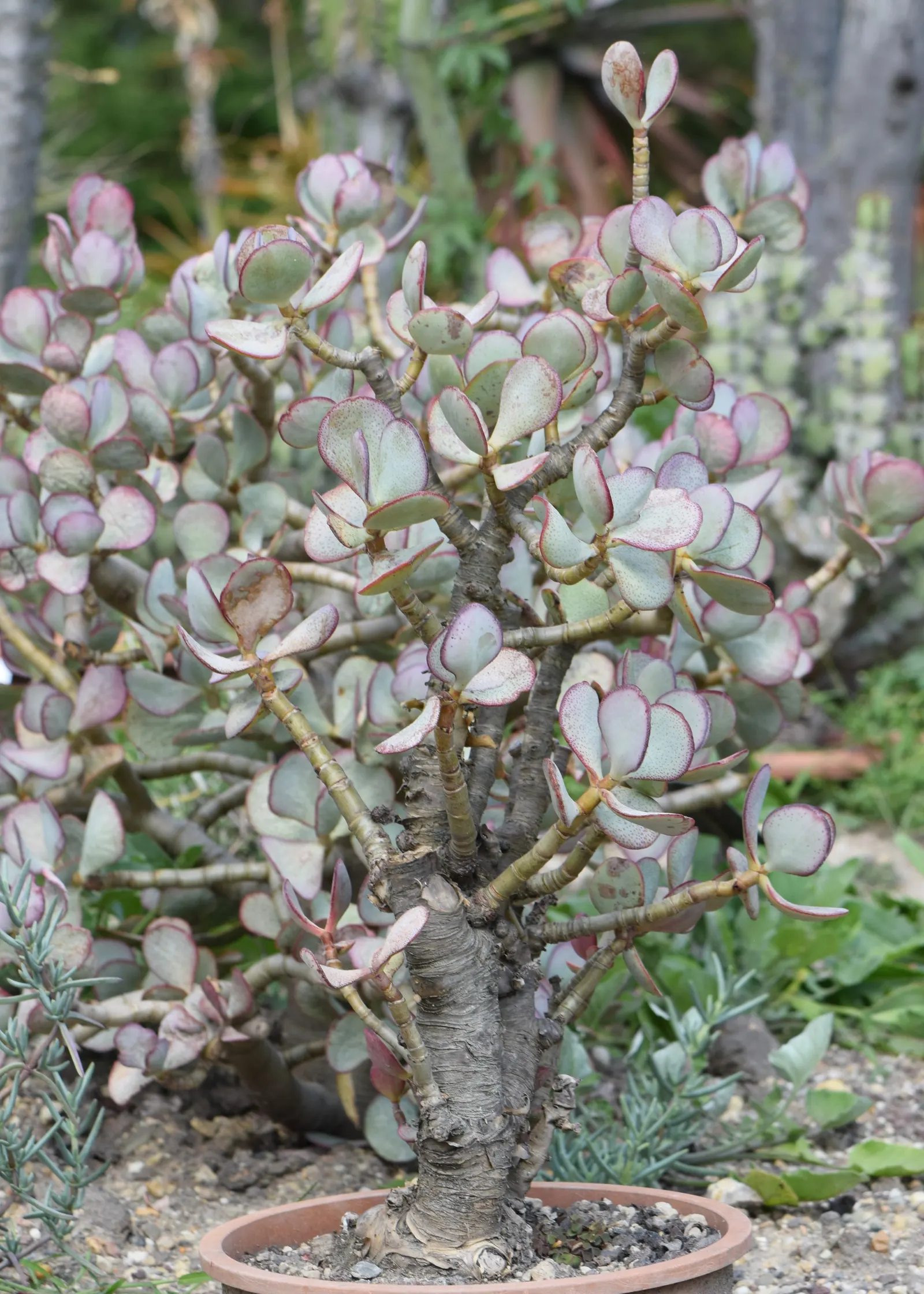 Silver Dollar Plant (Crassula Arborescens) — In winter, it blooms with small pink flowers, adding seasonal interest to low-maintenance landscapes, image 56