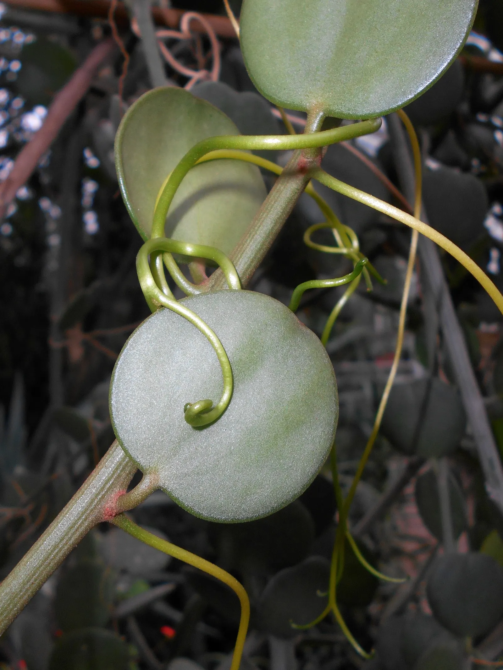 Silver Dollar Plant (Crassula Arborescens) — ensuring enough space between to accommodate its full size