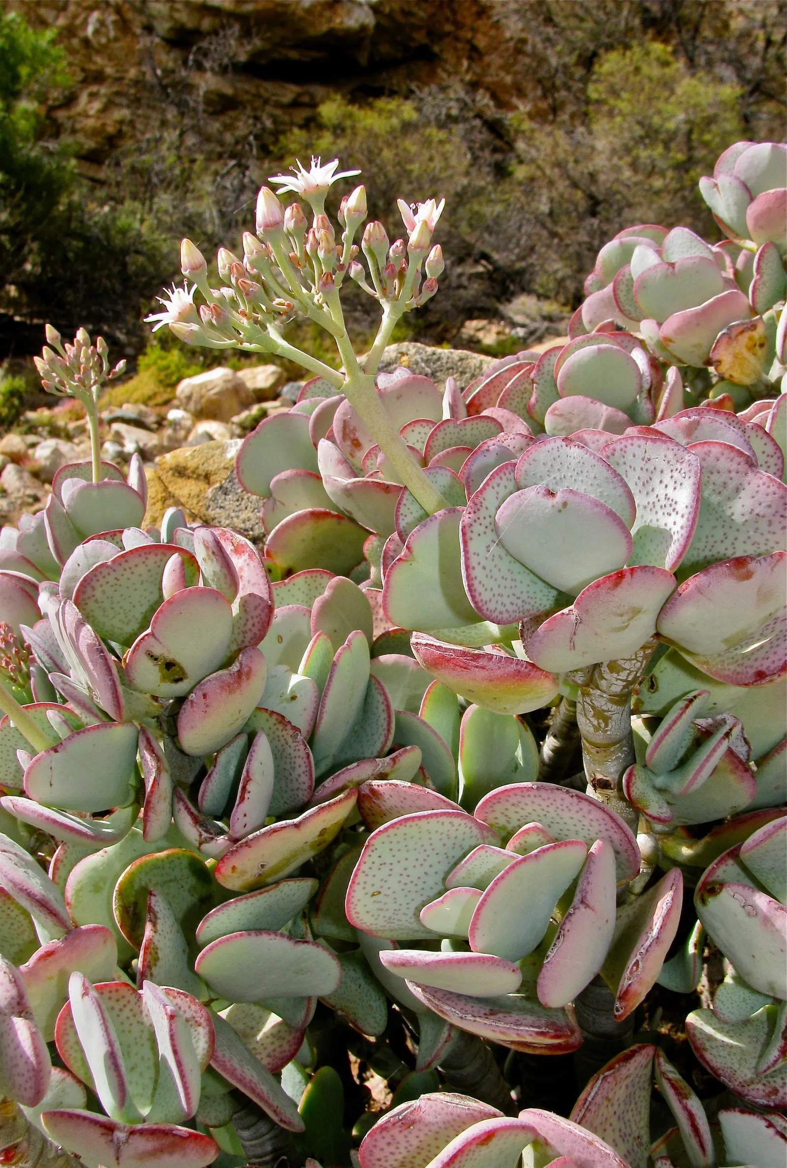 Silver Dollar Plant (Crassula Arborescens) — self-contained display of silvery foliage; star-shaped pink or white flowers may emerge, image 124