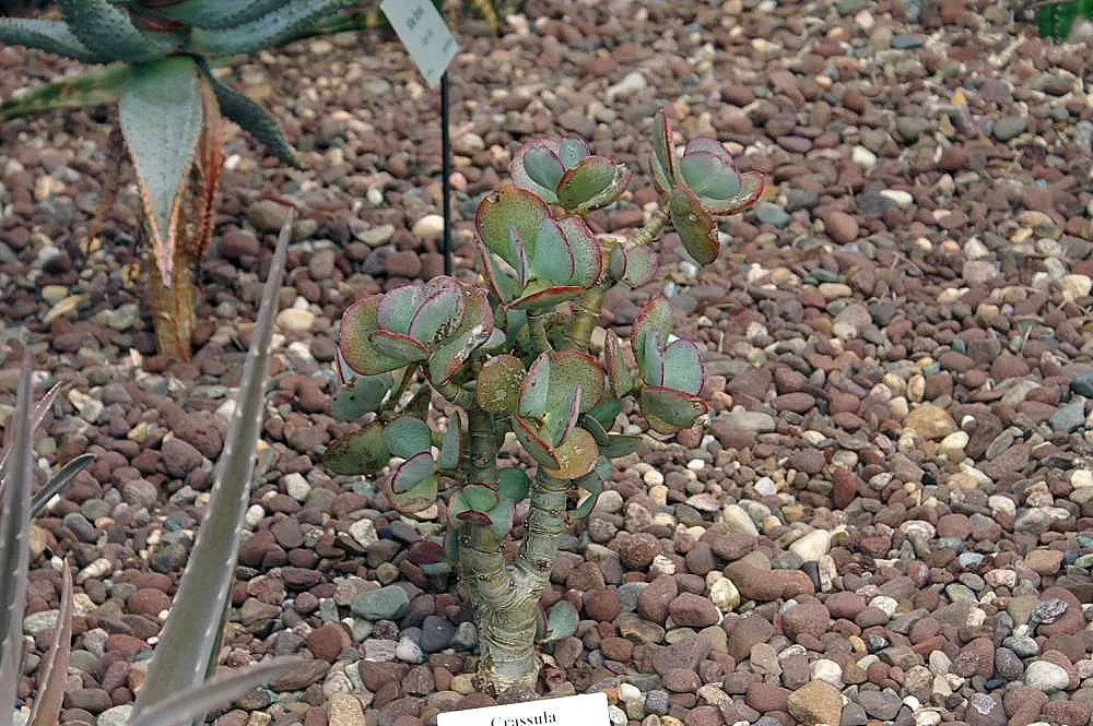 Silver Dollar Plant (Crassula Arborescens) — necessitating only occasional deep watering; but it will also allow each Silver Dollar Plant to become, image 68