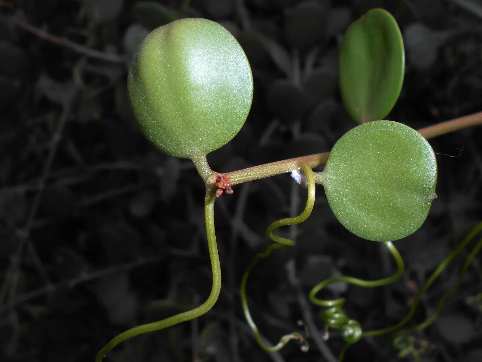 Silver Dollar Plant (Crassula Arborescens) — making it an excellent addition to any landscape design