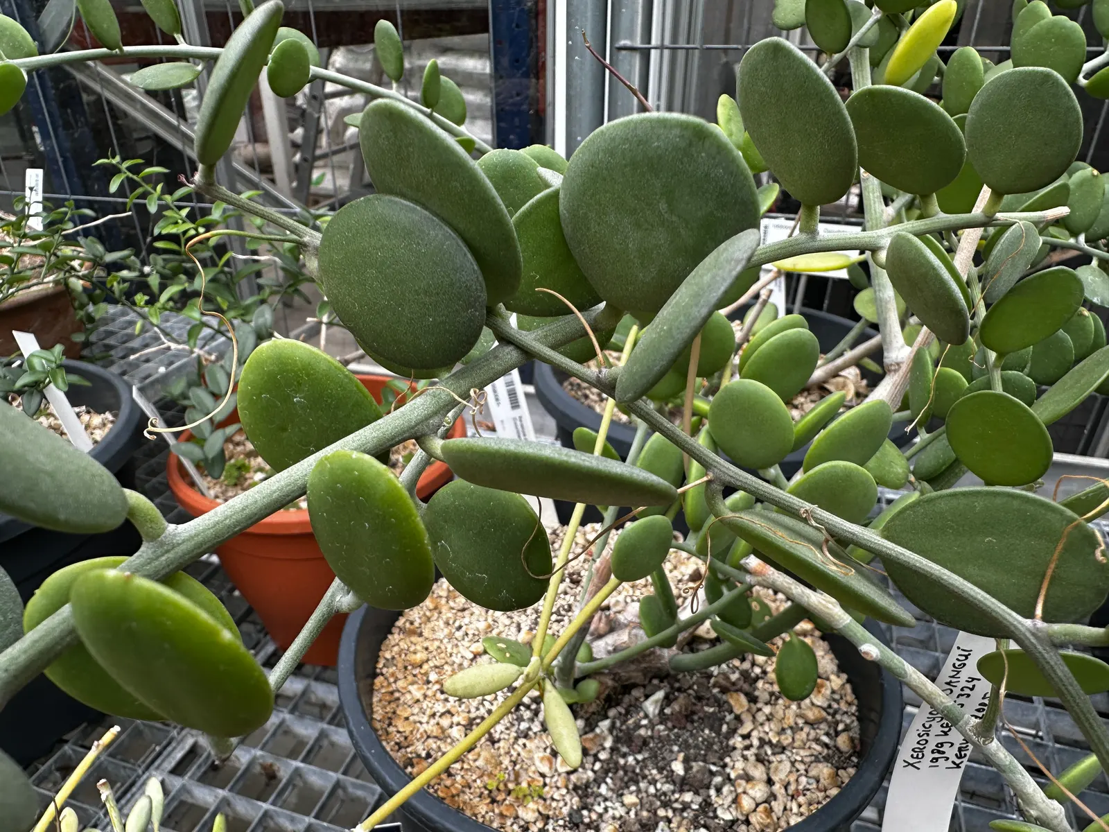 Silver Dollar Plant (Crassula Arborescens) — shrub / succulent for full or half; not only will this prevent overcrowding
