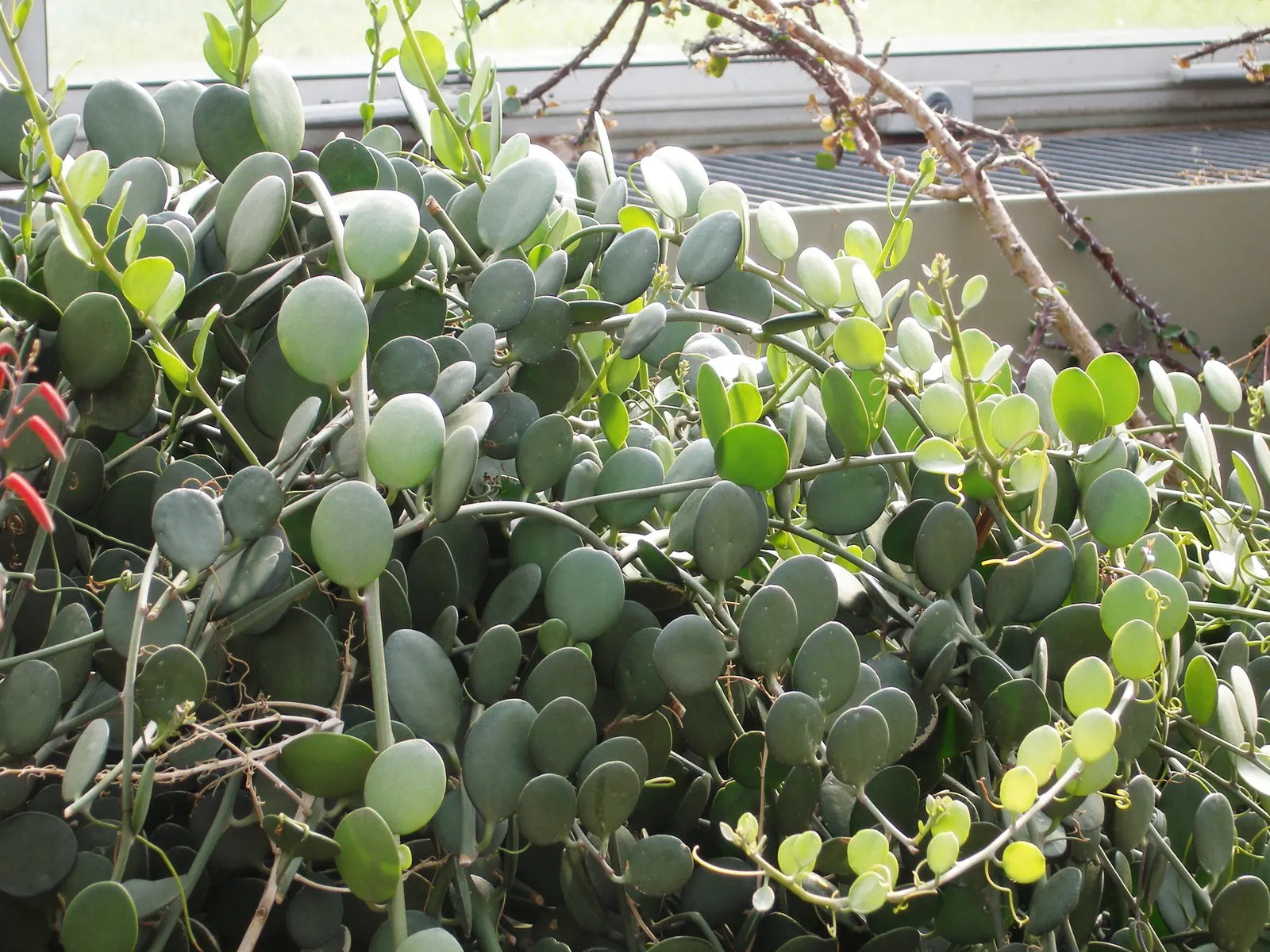 Silver Dollar Plant (Crassula Arborescens) — fleshy leaves are coated with a fine silvery bloom; water requirements for Crassula arborescens are, image 85
