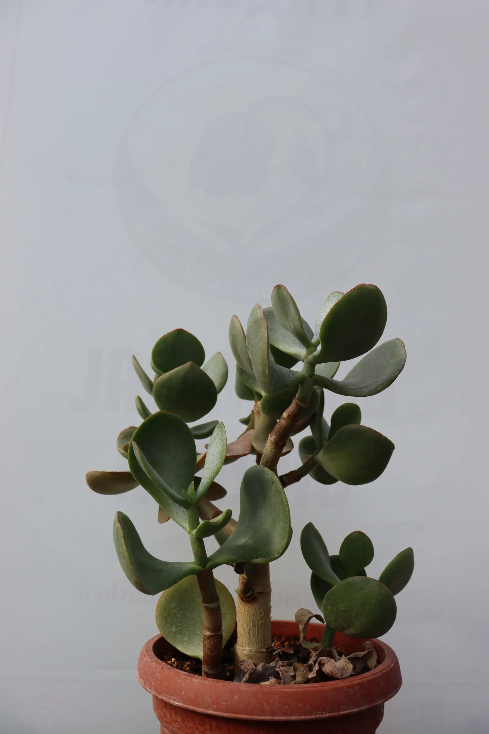 Silver Dollar Plant (Crassula Arborescens) — especially during the summer growth period; minimal water needs make it ideal for xeriscapes, image 69