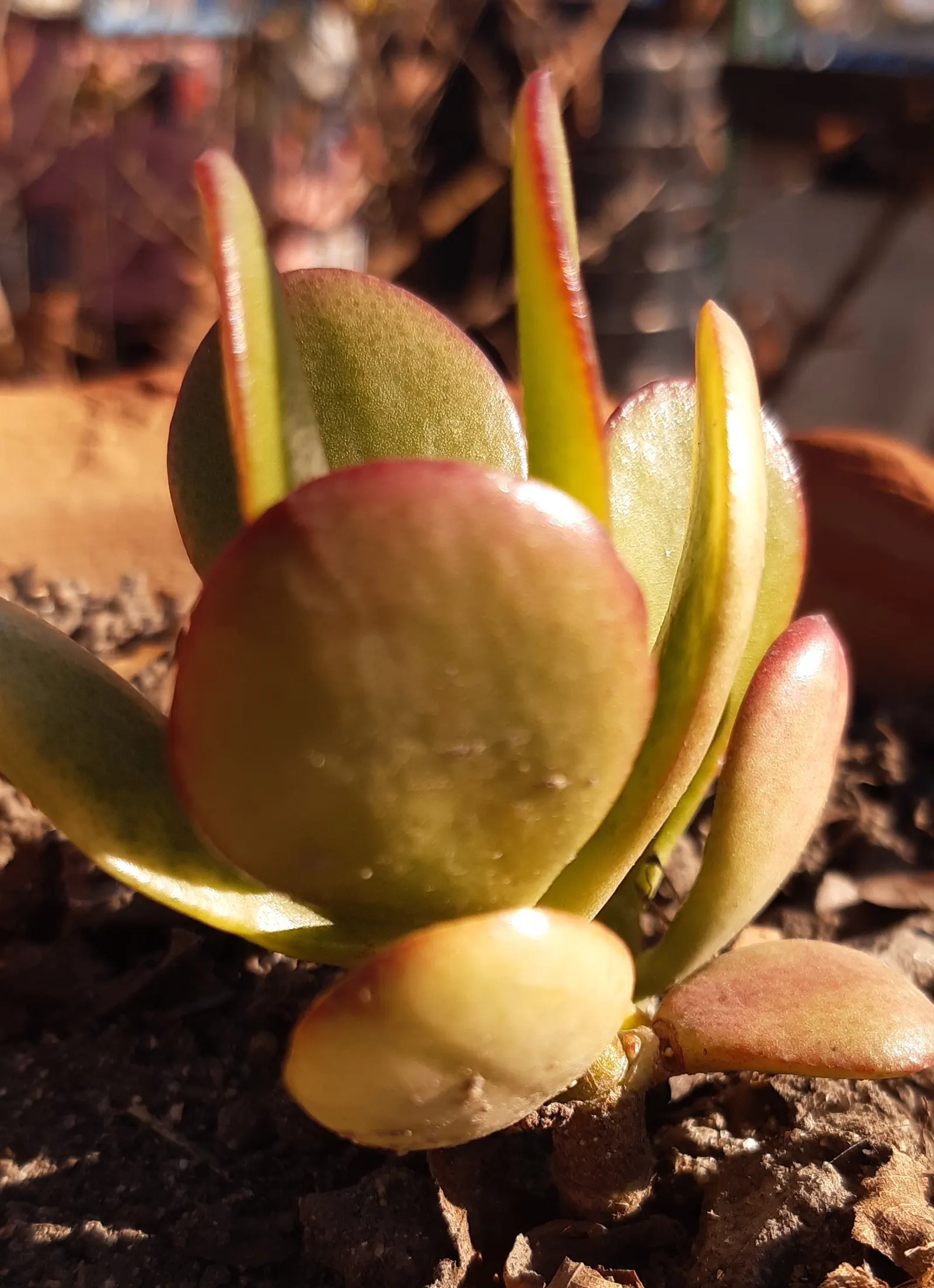 Silver Dollar Plant (Crassula Arborescens) — ensuring enough space between to accommodate its full size; especially during the summer growth period, image 96