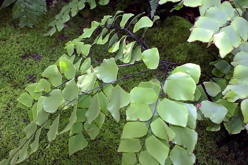 Silver Dollar Plant (Crassula Arborescens) — Minimal water needs make it ideal for xeriscapes