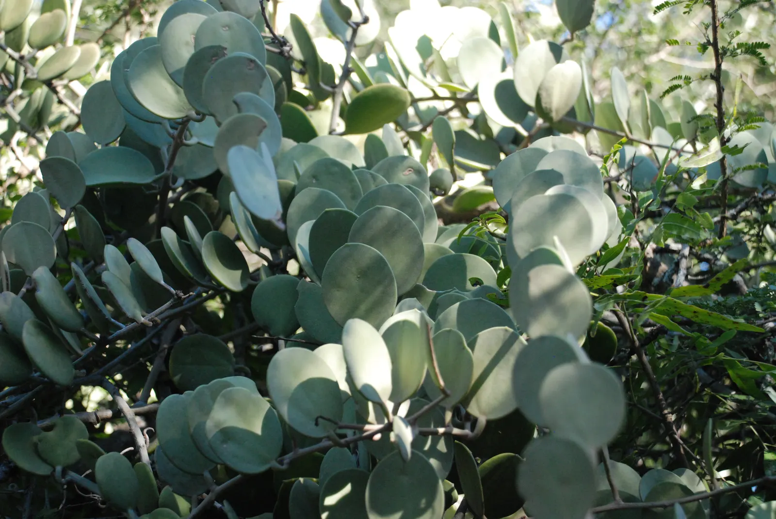 Silver Dollar Plant (Crassula Arborescens) — but it will also allow each Silver Dollar Plant to become an elegant; is a captivating succulent that, image 73