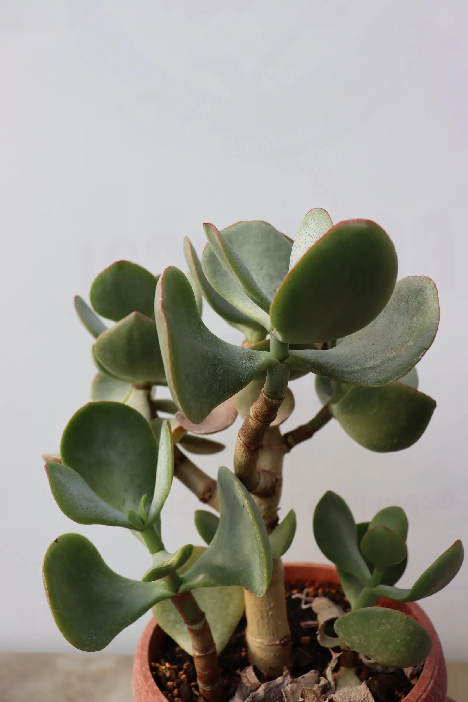 Silver Dollar Plant (Crassula Arborescens) — Thriving in USDA zones 9-12, it reaches up to 3-4 feet in height and width
