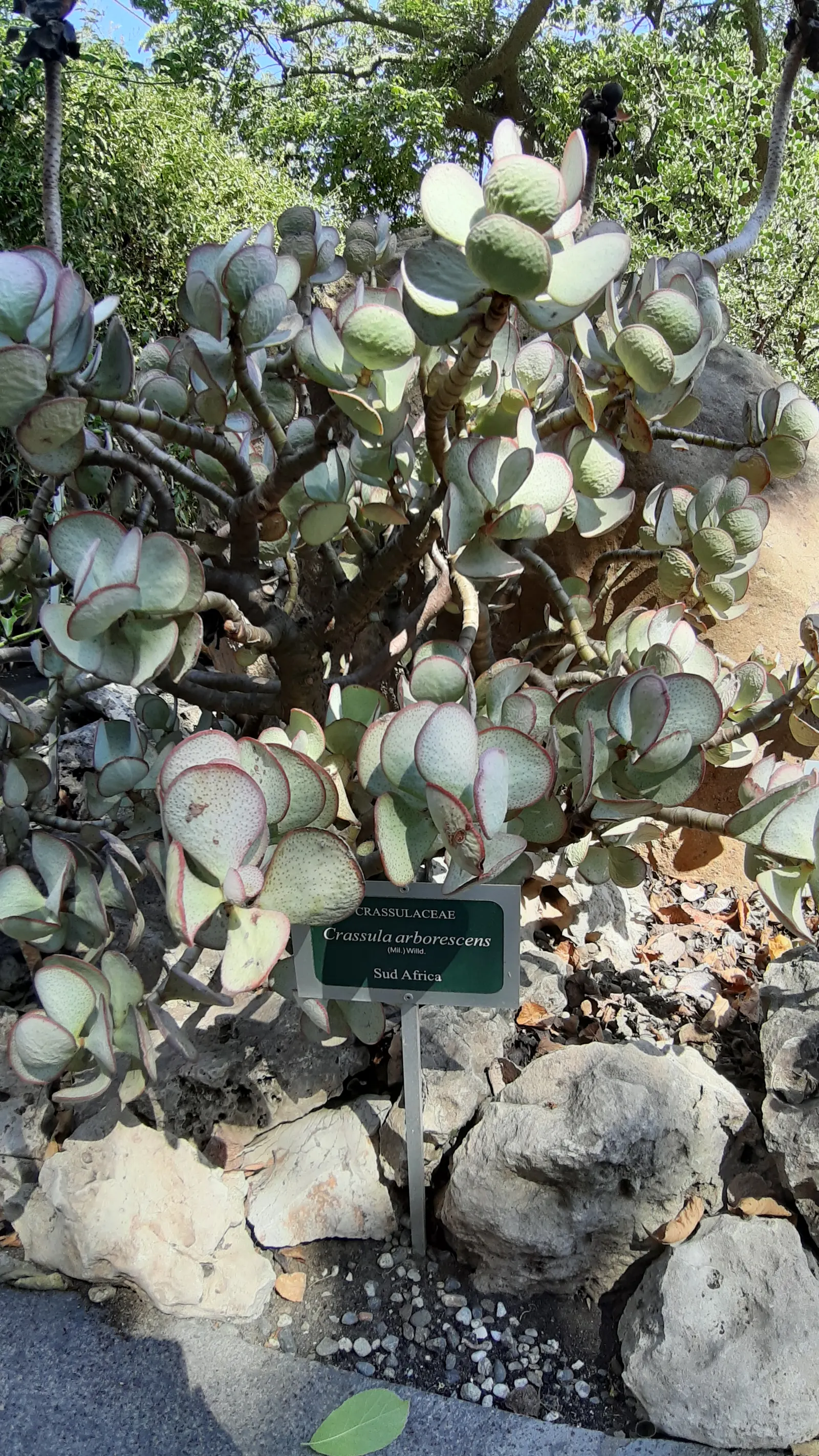 Silver Dollar Plant (Crassula Arborescens) — Thriving in USDA zones 9-12, it reaches up to 3-4 feet in height and width; necessitating only occasional deep