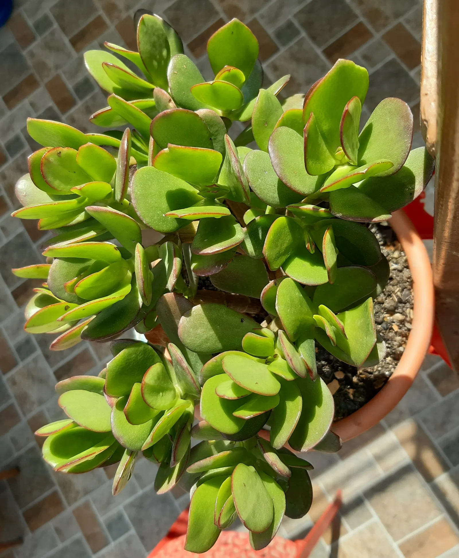 Silver Dollar Plant (Crassula Arborescens) — making it an excellent addition to any landscape design; fleshy leaves are coated with a fine silvery, image 109