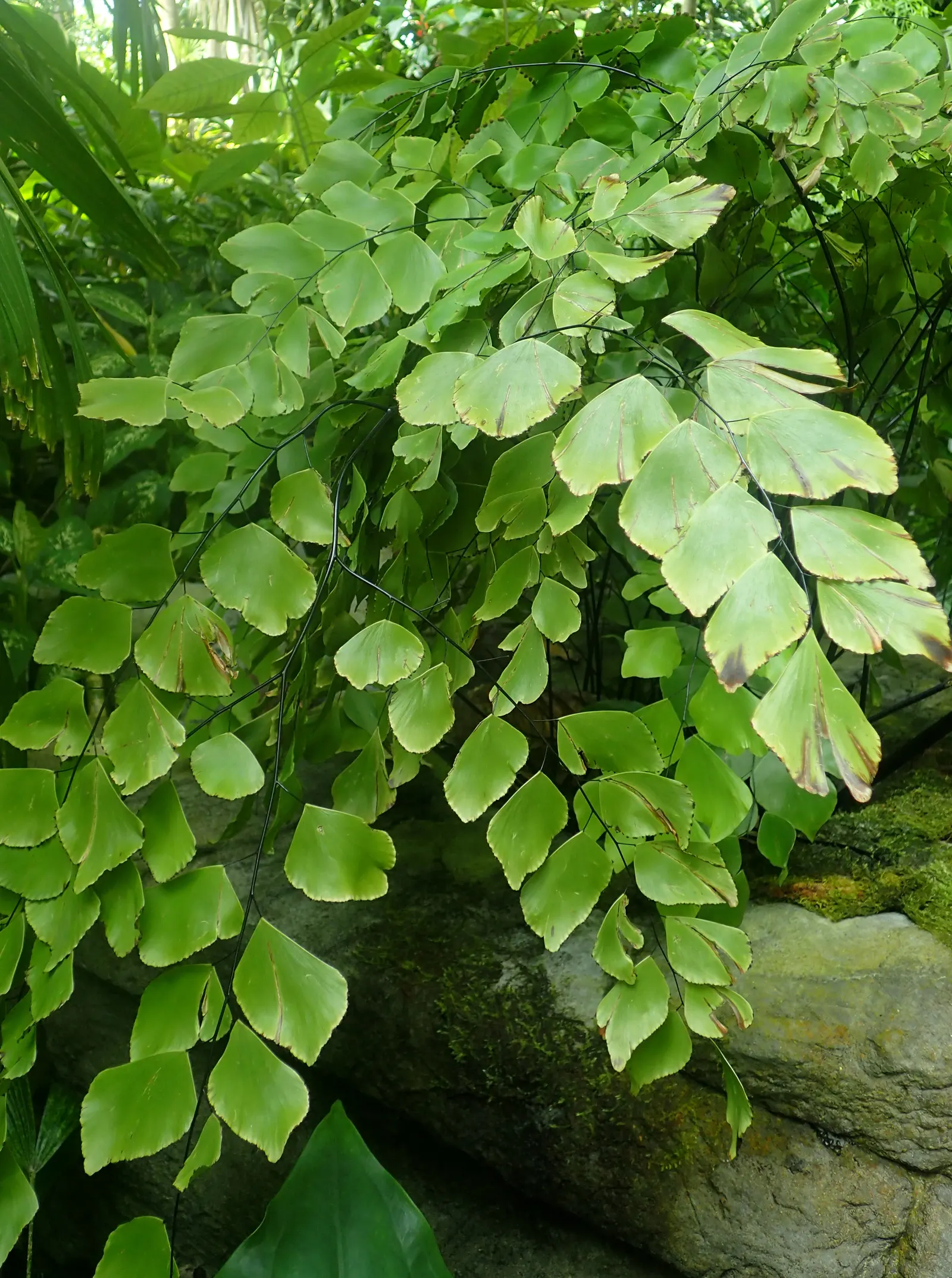 Silver Dollar Plant (Crassula Arborescens) — Silver Dollar Plant (Crassula arborescens) is an evergreen succulent with fleshy; it requires, image 51