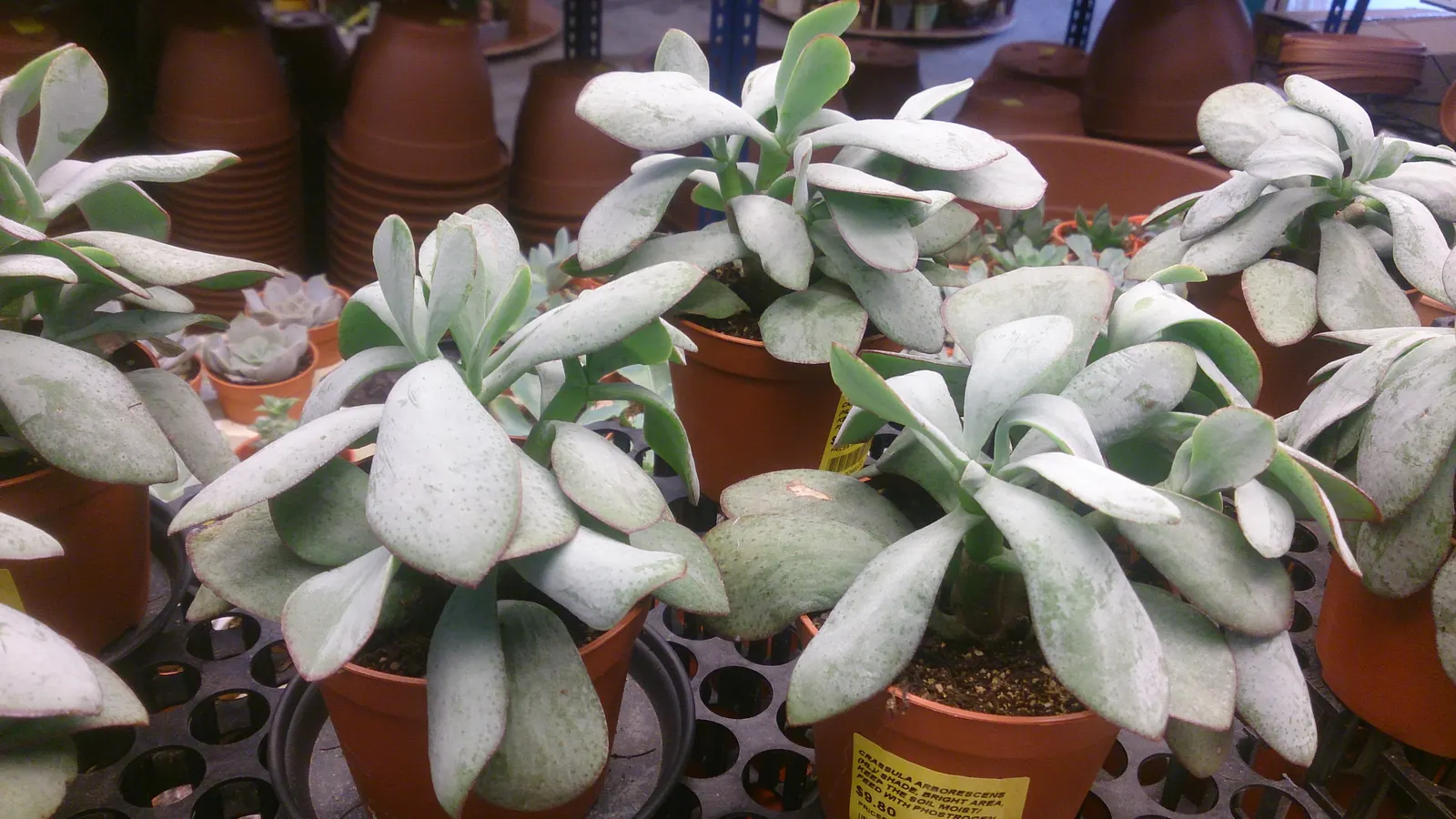 Silver Dollar Plant (Crassula Arborescens) — making it suitable for xeriscaping or regions with limited rainfall.<br><br>During the cooler months, image 38
