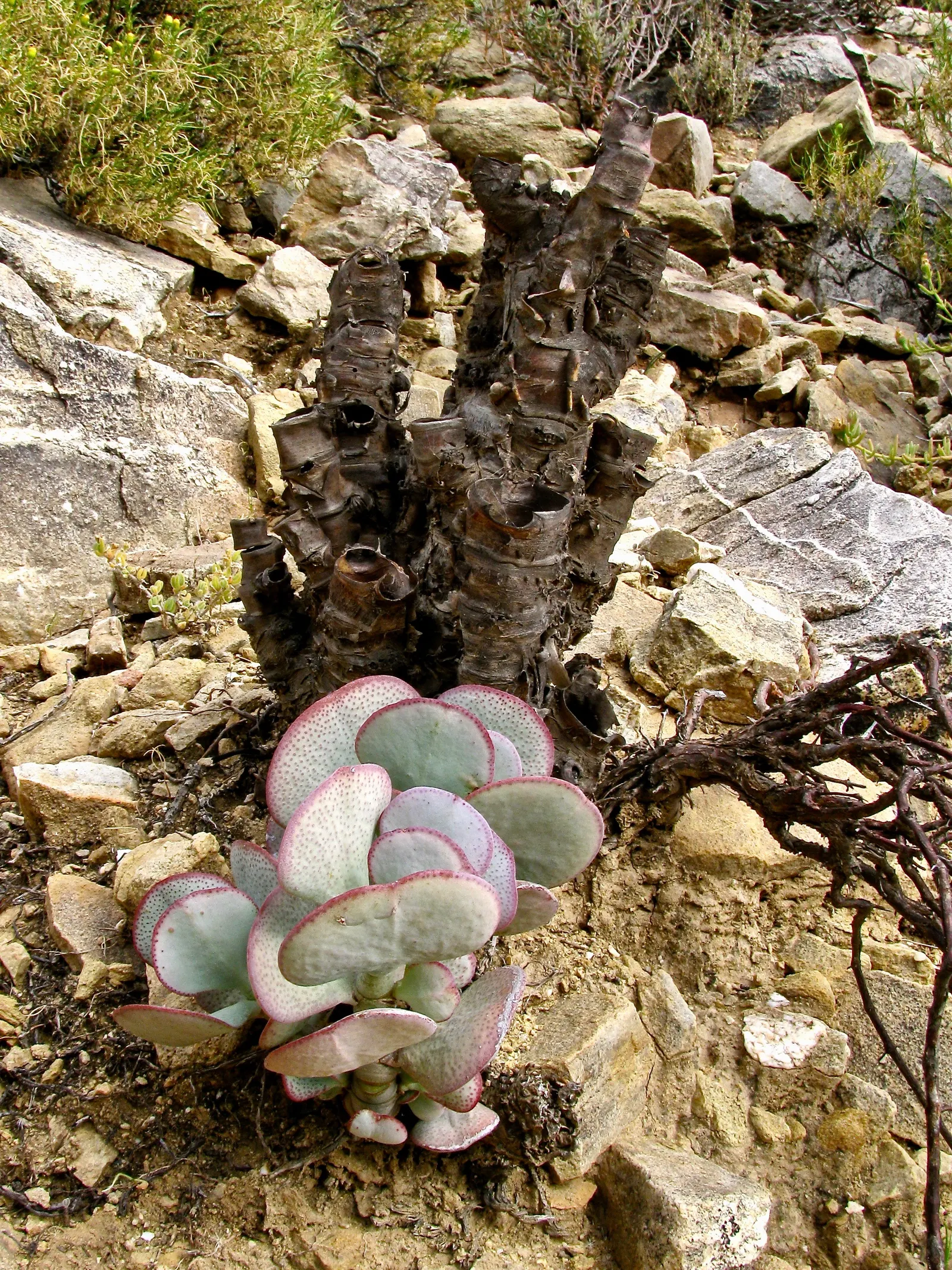 Silver Dollar Plant (Crassula Arborescens) — making it an excellent addition to any landscape design; fleshy leaves are coated with a fine silvery, image 59