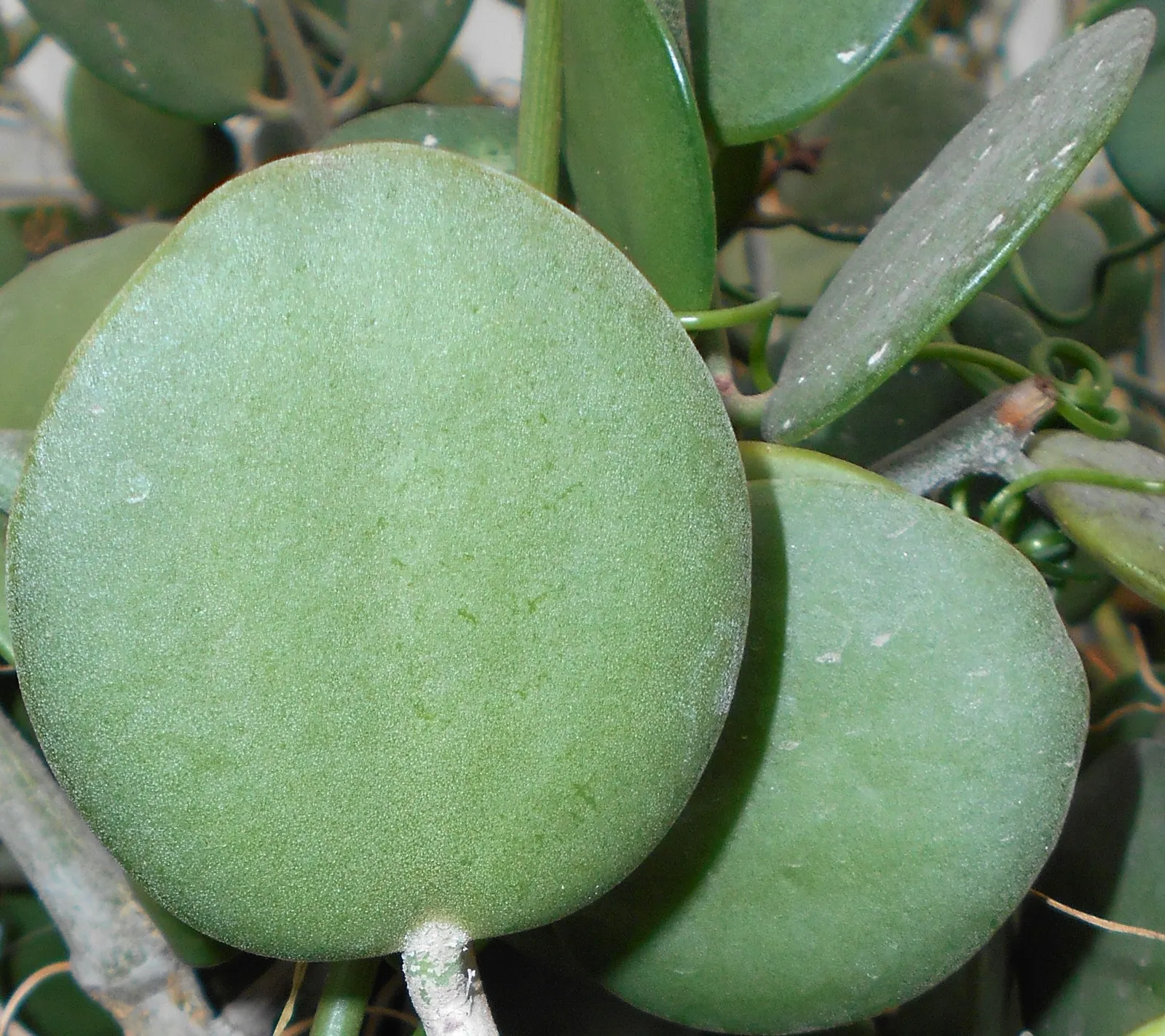 Silver Dollar Plant (Crassula Arborescens) — Thriving in USDA zones 9-12, it reaches up to 3-4 feet in height and width; necessitating only, image 78