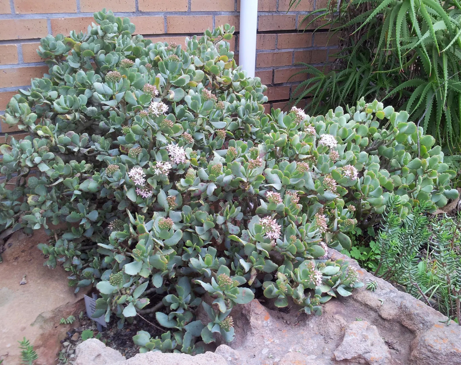 Silver Dollar Plant (Crassula Arborescens) — The Silver Dollar Plant thrives under full sun to partial shade conditions and prefers well-draining, image 62